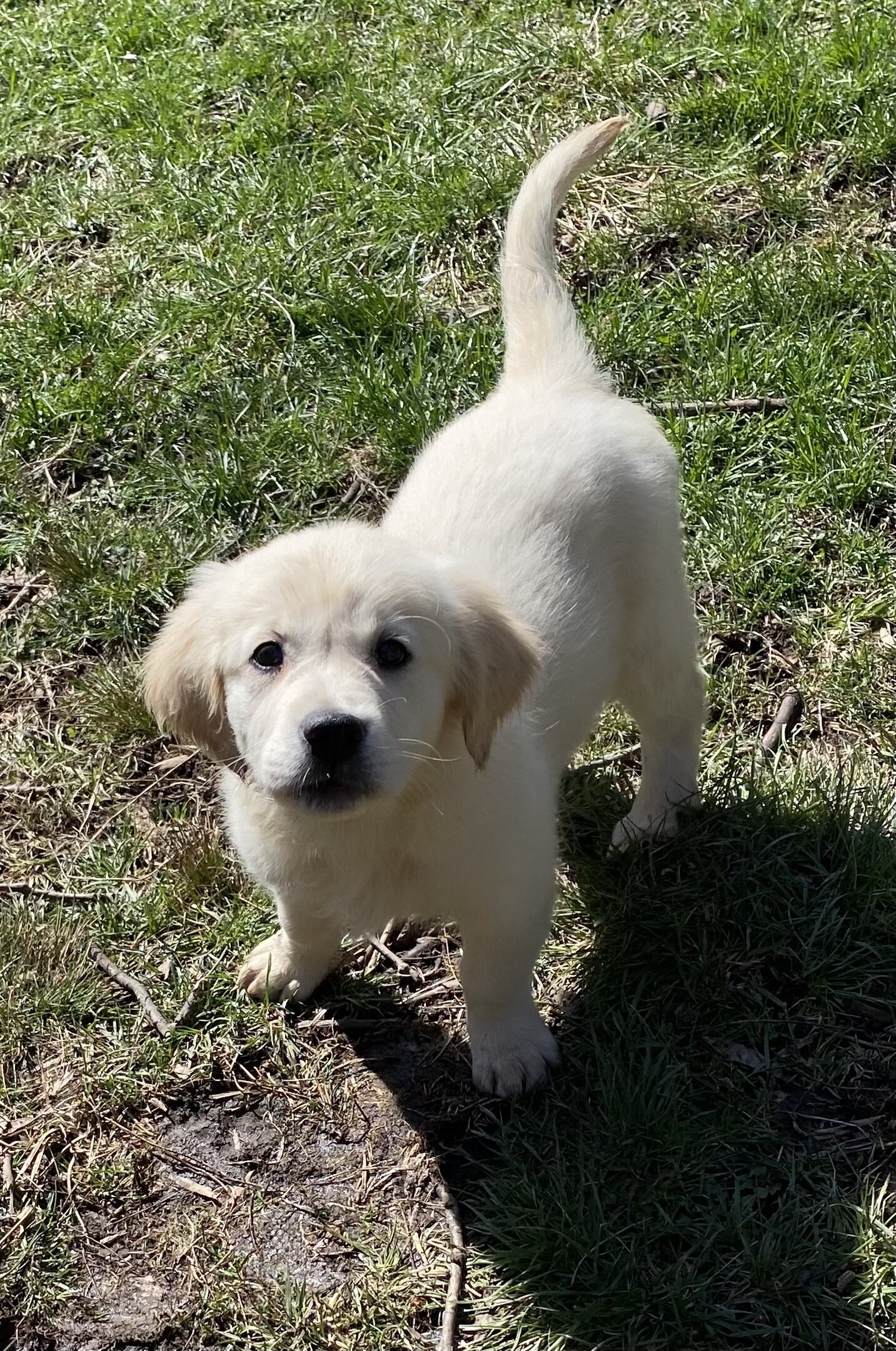 Golden Retriever Puppies Ready Now - 10 Weeks image 5
