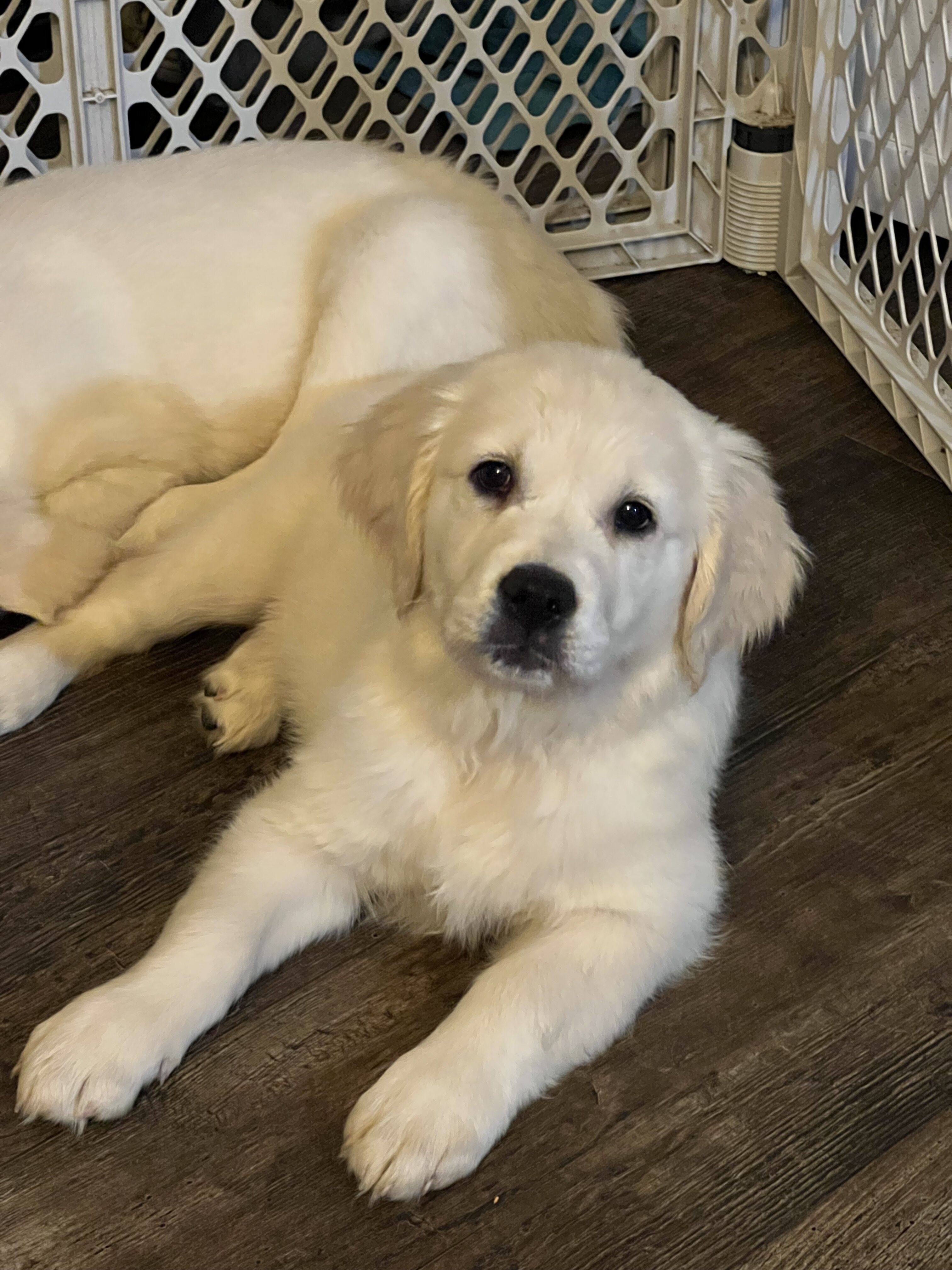 Golden Retriever Puppies Ready Now - 10 Weeks image 4