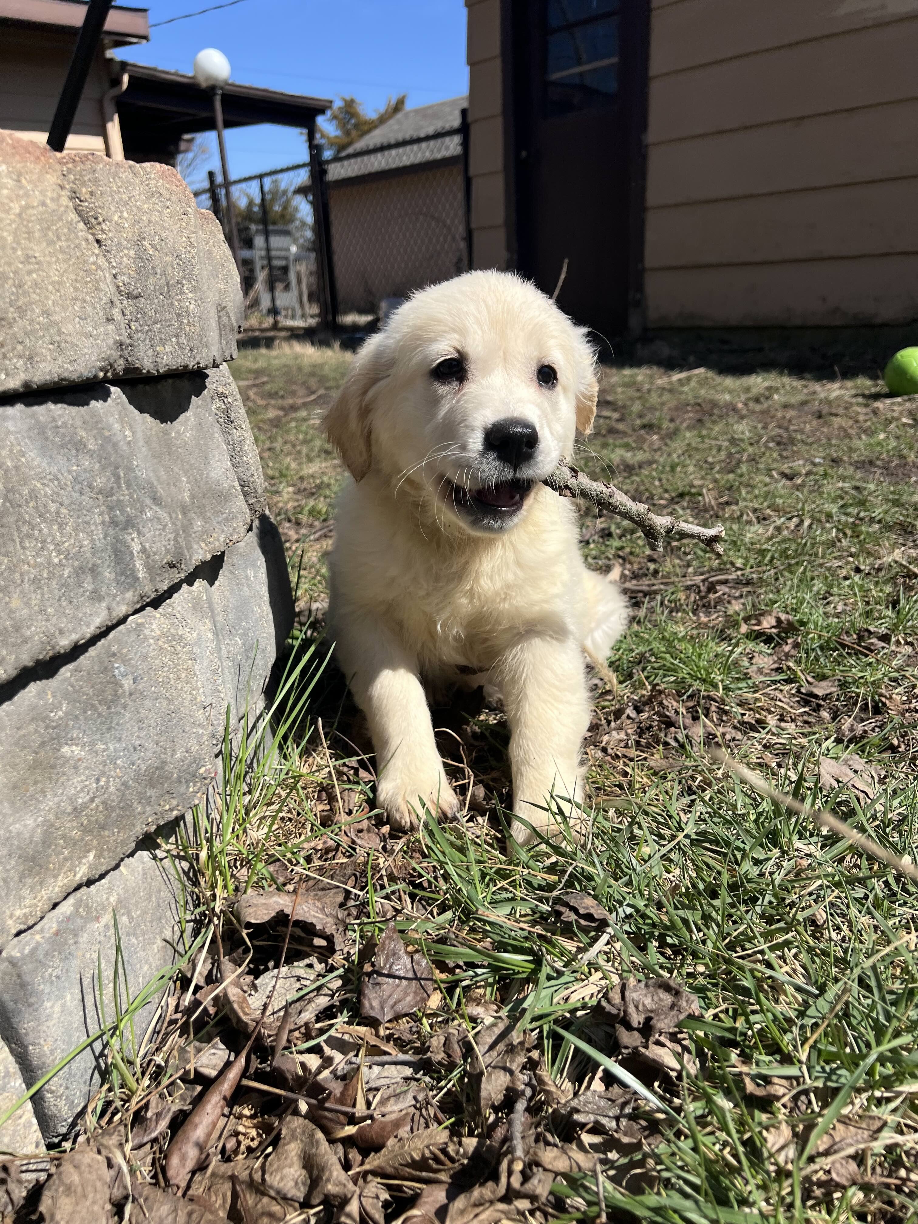 Golden Retriever Puppies Ready Now - 10 Weeks image 2