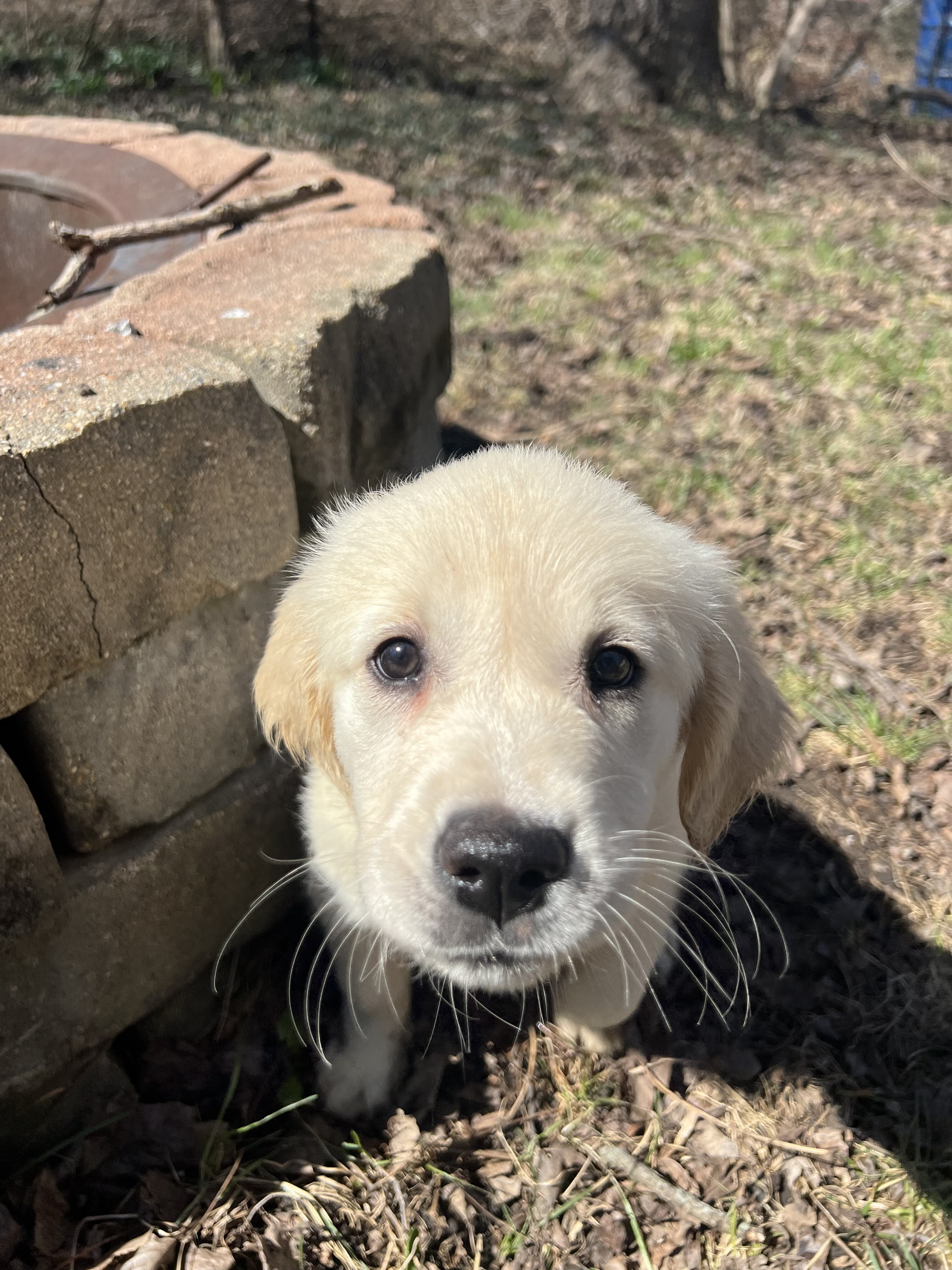 Golden Retriever Puppies Ready Now - 10 Weeks image 3