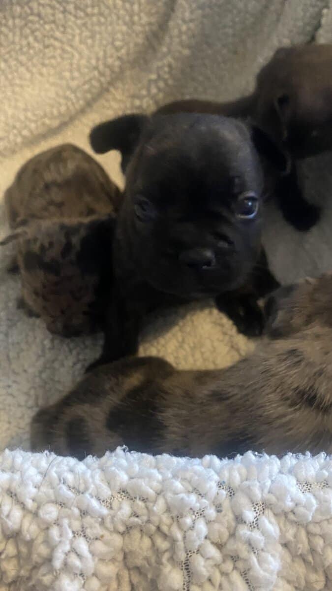 French Bulldog image 5