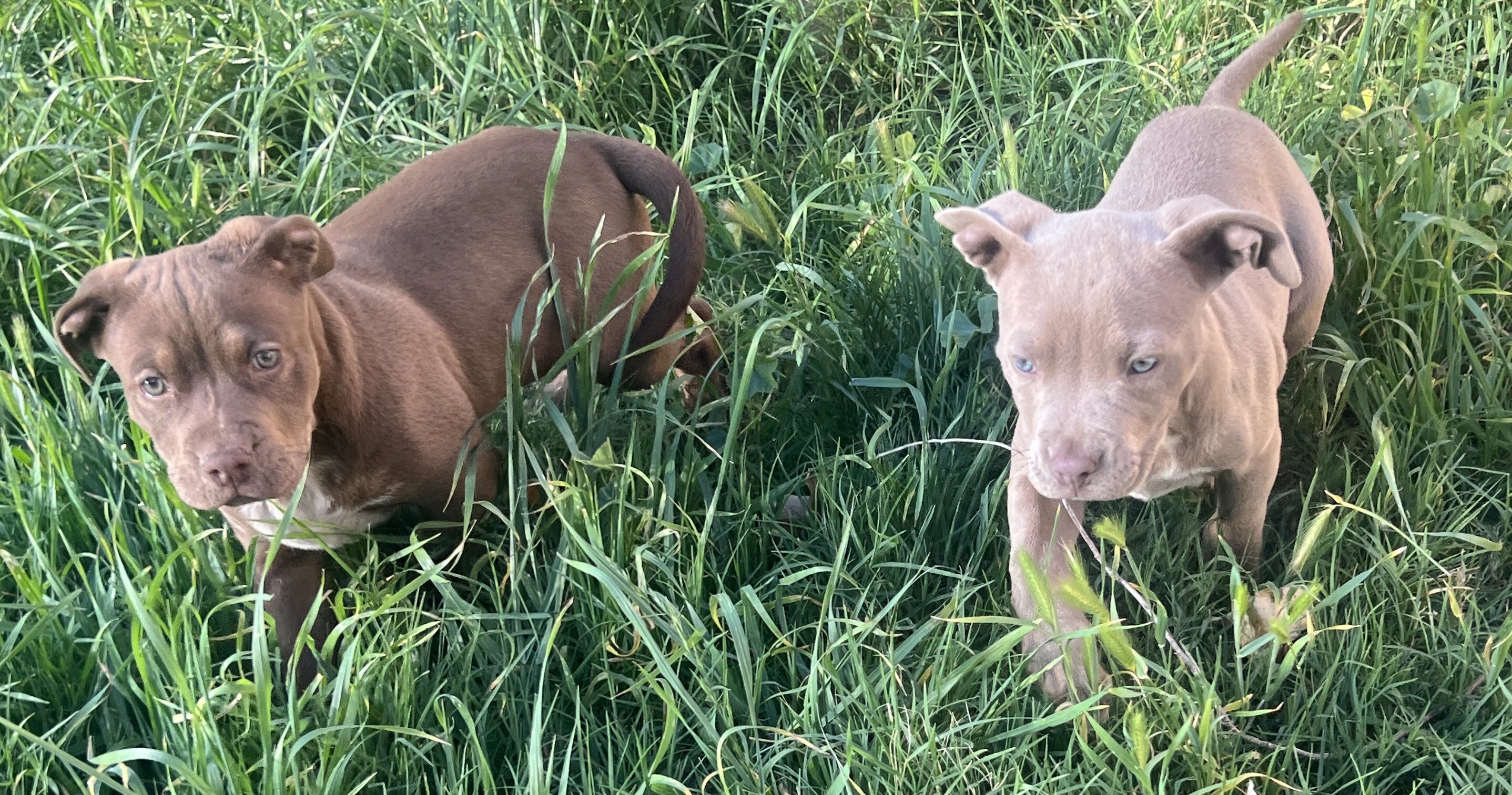 Affectionate Female with healthy 9 wk female pups image 3