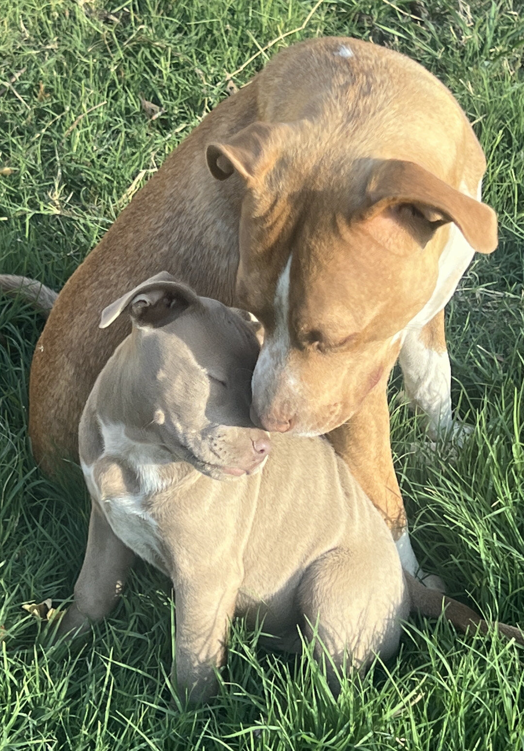 Affectionate Female with healthy 9 wk female pups image 4