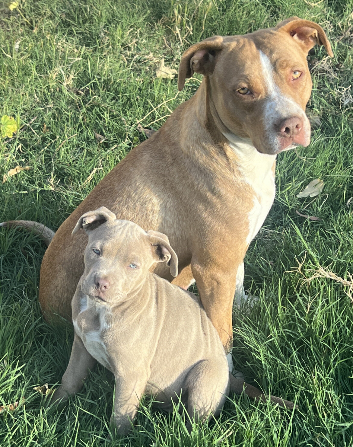 Affectionate Female with healthy 9 wk female pups image 1