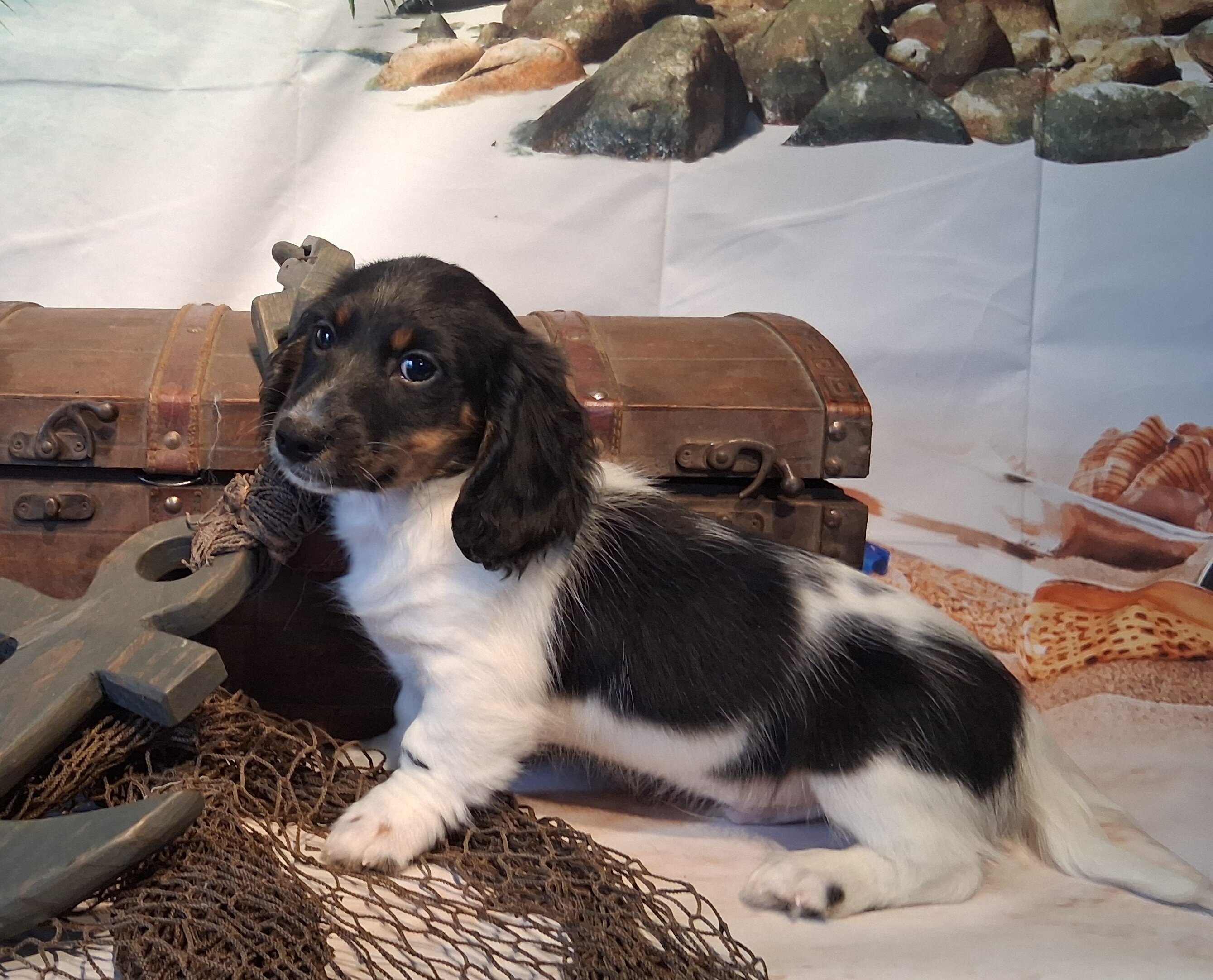 AKC mini Daschund boy image 5