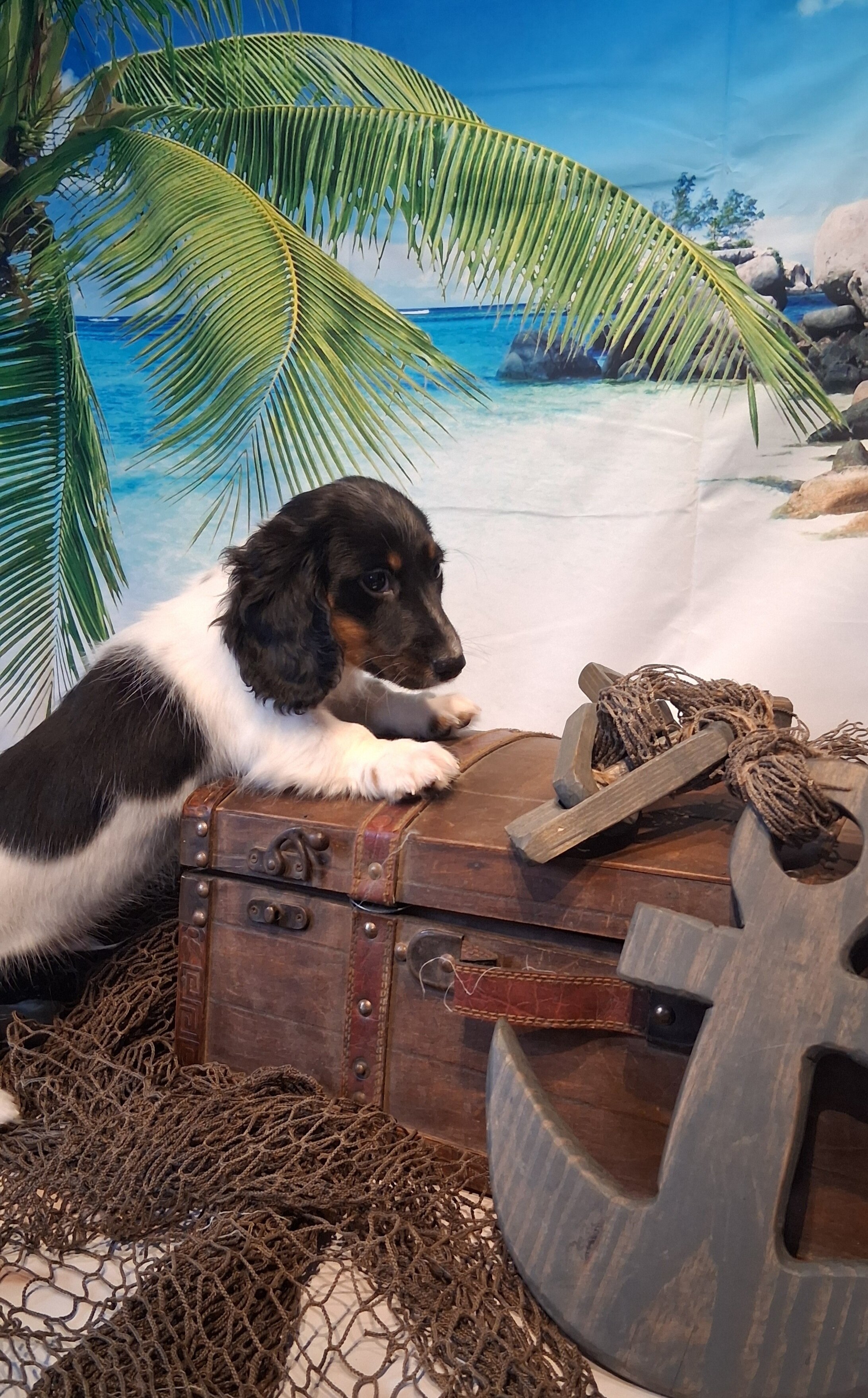 AKC mini Daschund boy image 2
