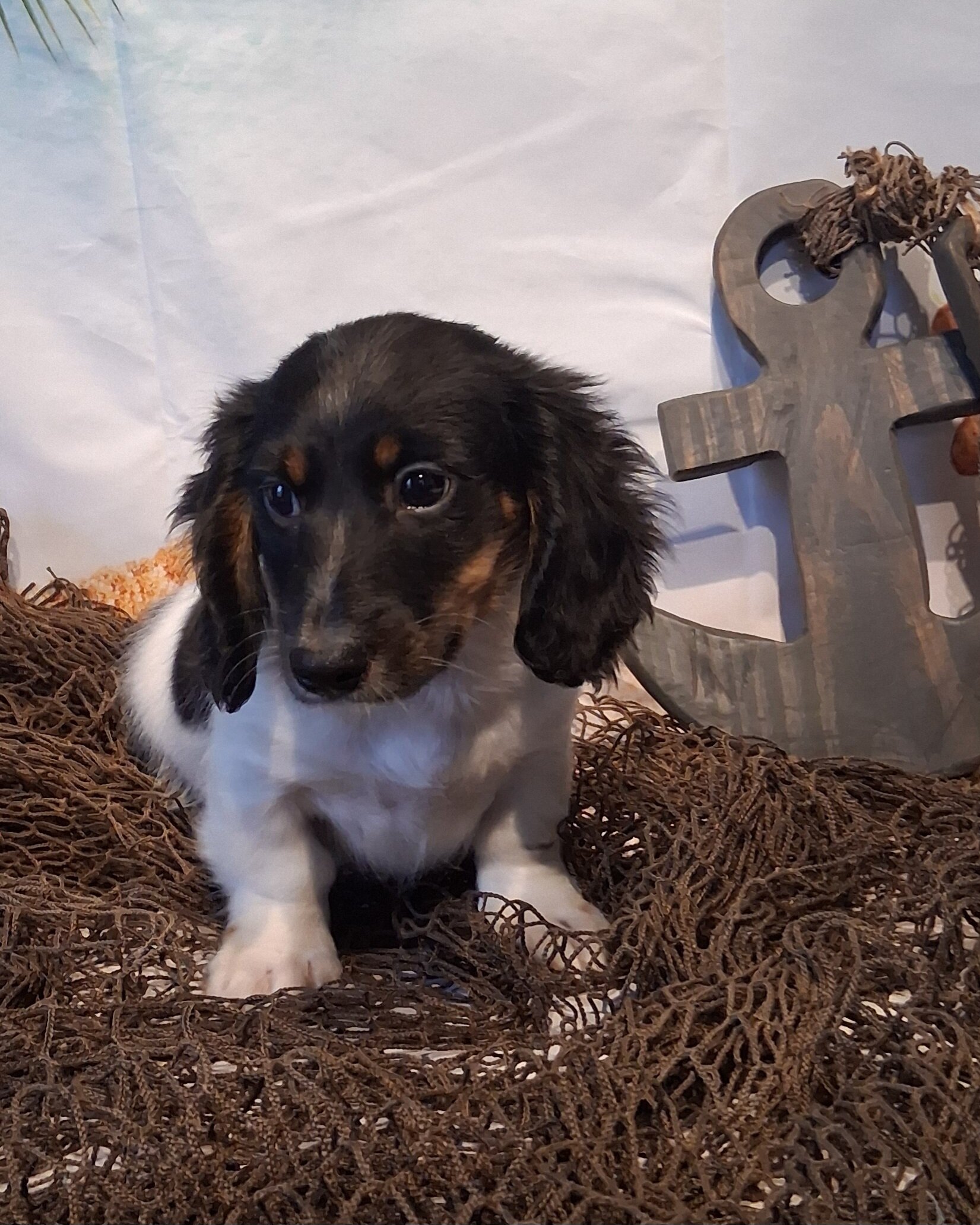 AKC mini Daschund boy image 3