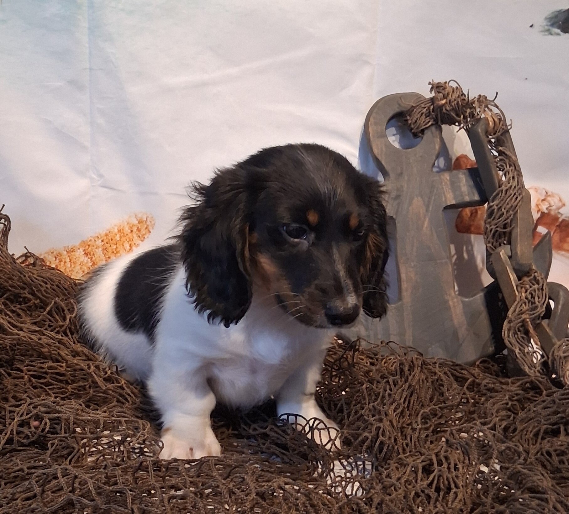 AKC mini Daschund boy image 1