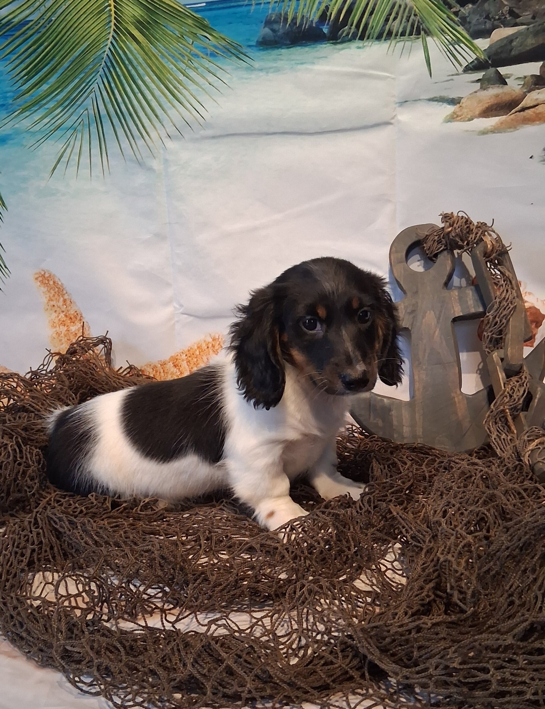 AKC mini Daschund boy image 6