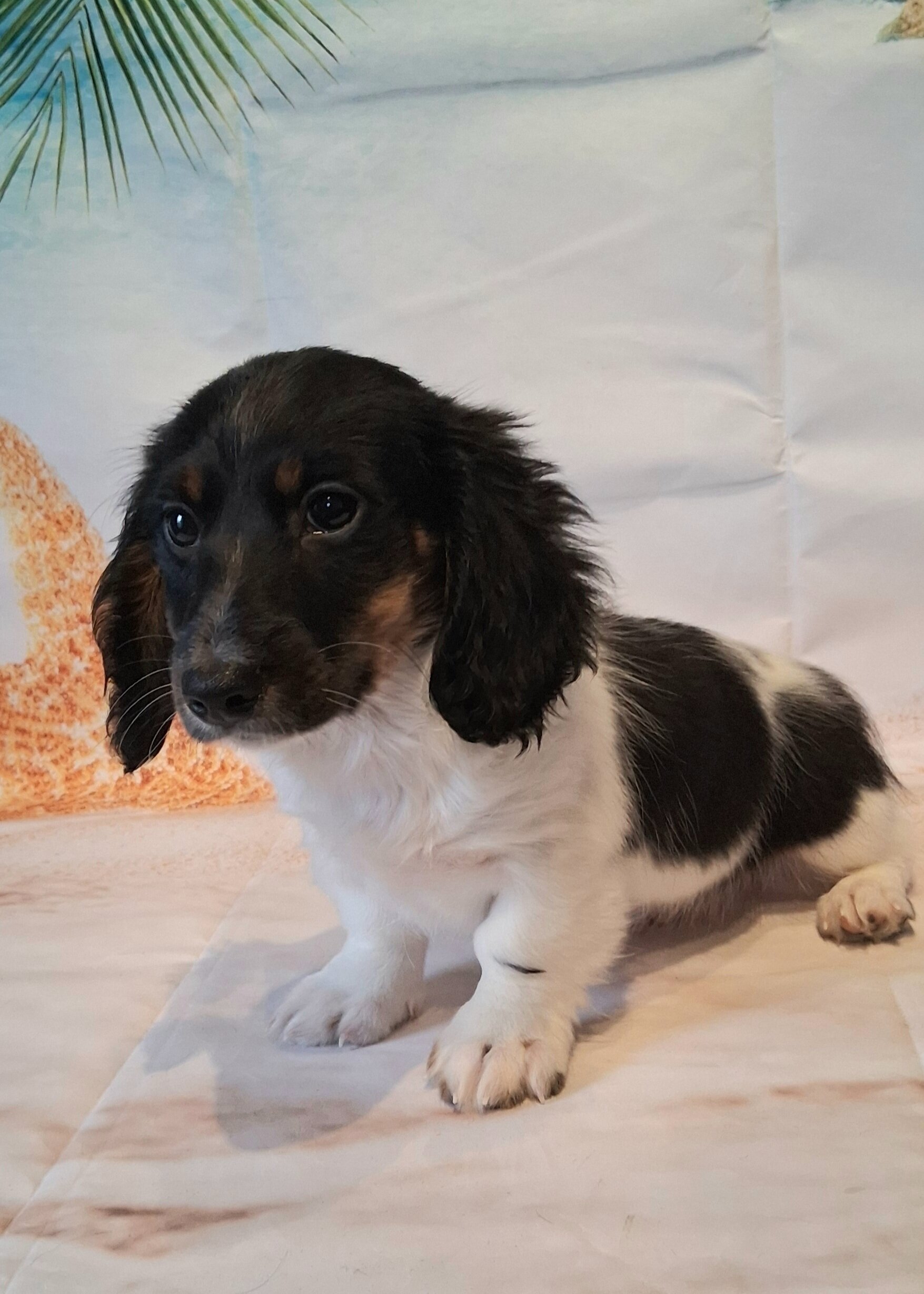 AKC mini Daschund boy image 7