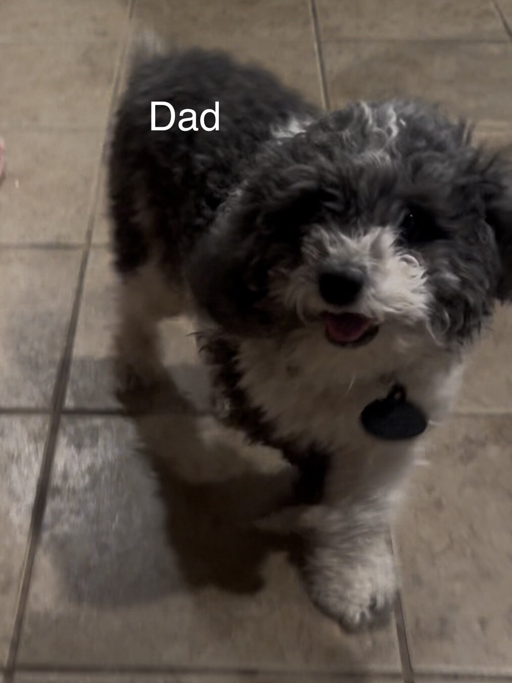 4 Mini poodle 10 lbs when adult image 6