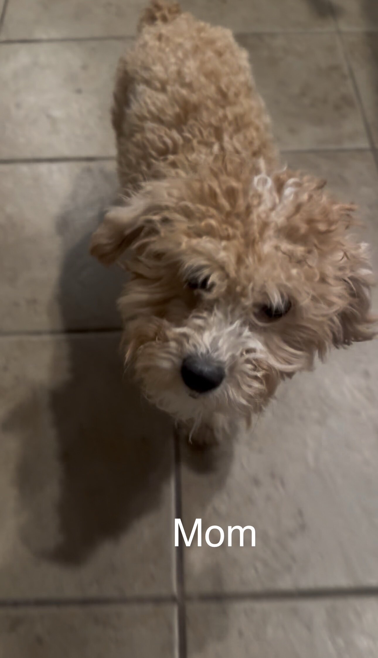 4 Mini poodle 10 lbs when adult image 5