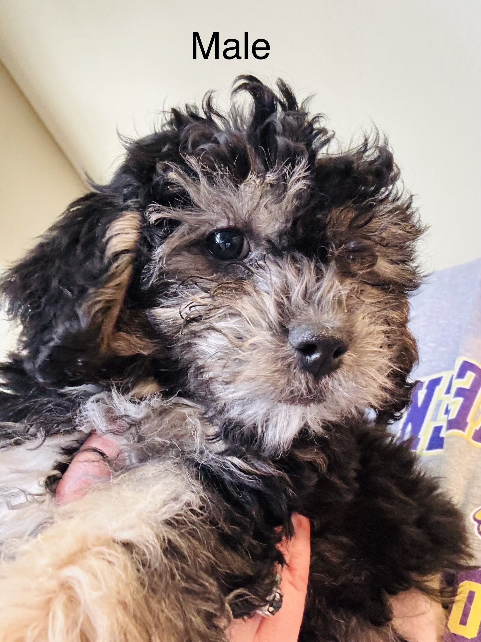 4 Mini poodle 10 lbs when adult image 1