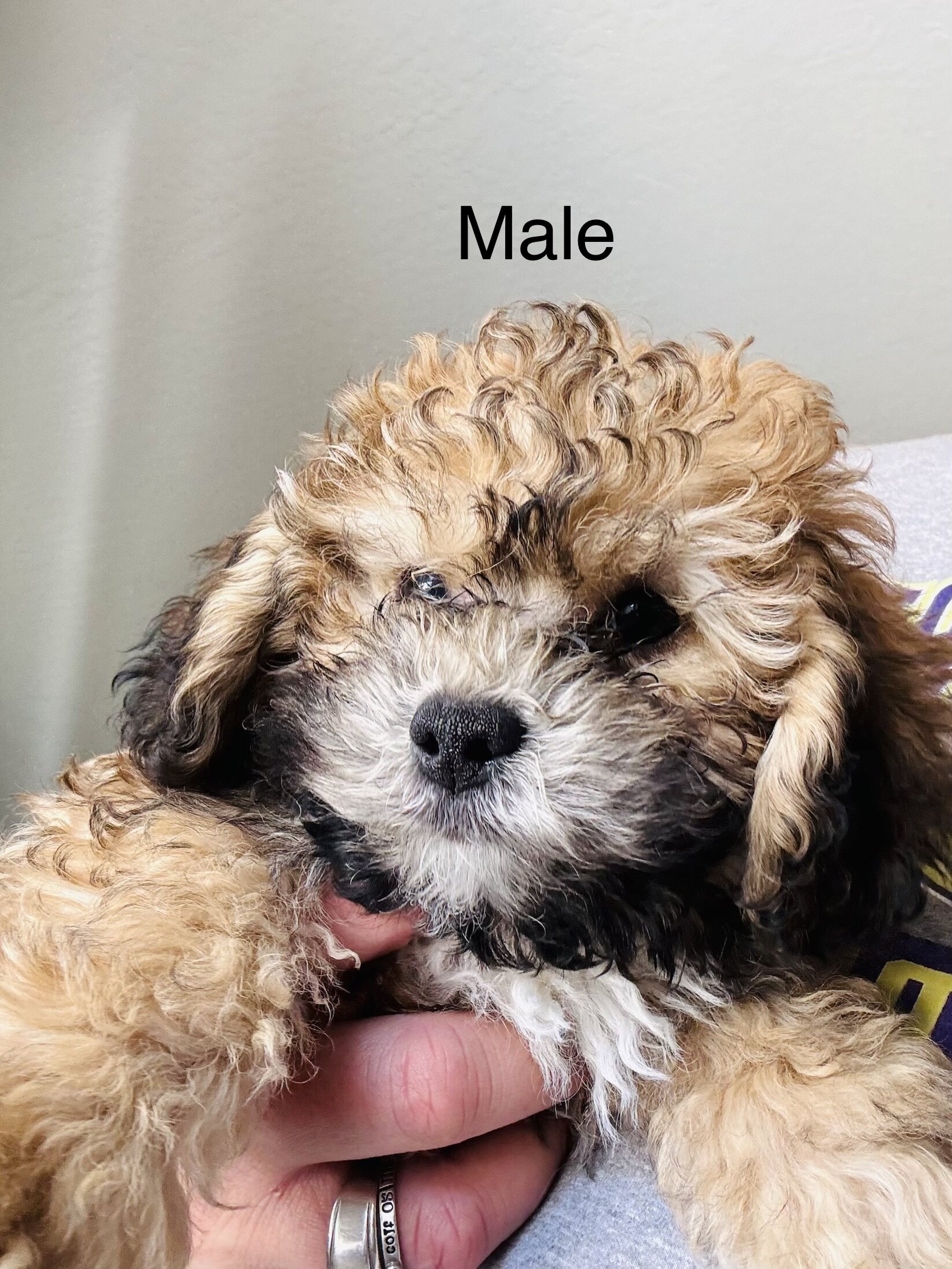 4 Mini poodle 10 lbs when adult image 4