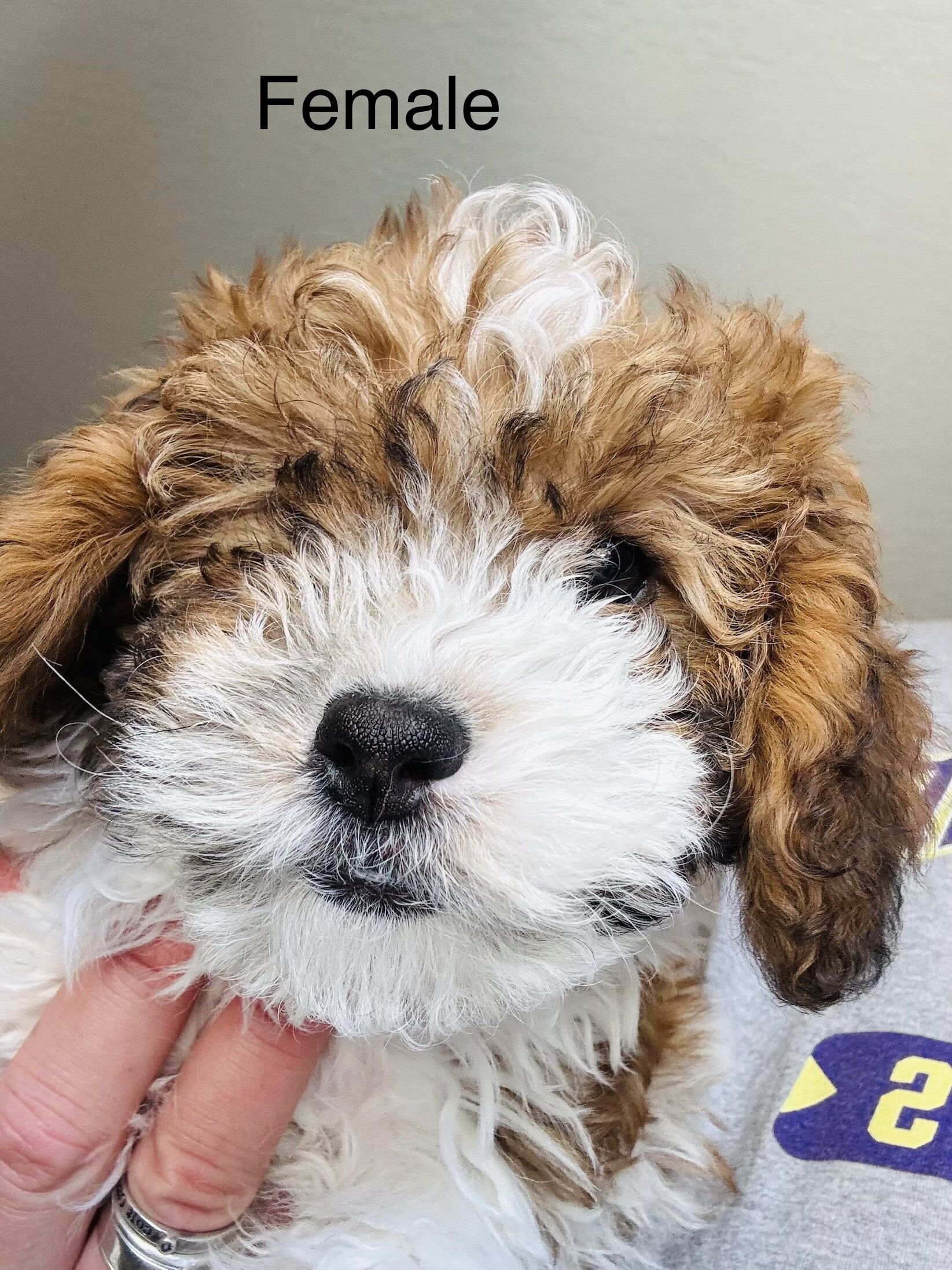 4 Mini poodle 10 lbs when adult image 3
