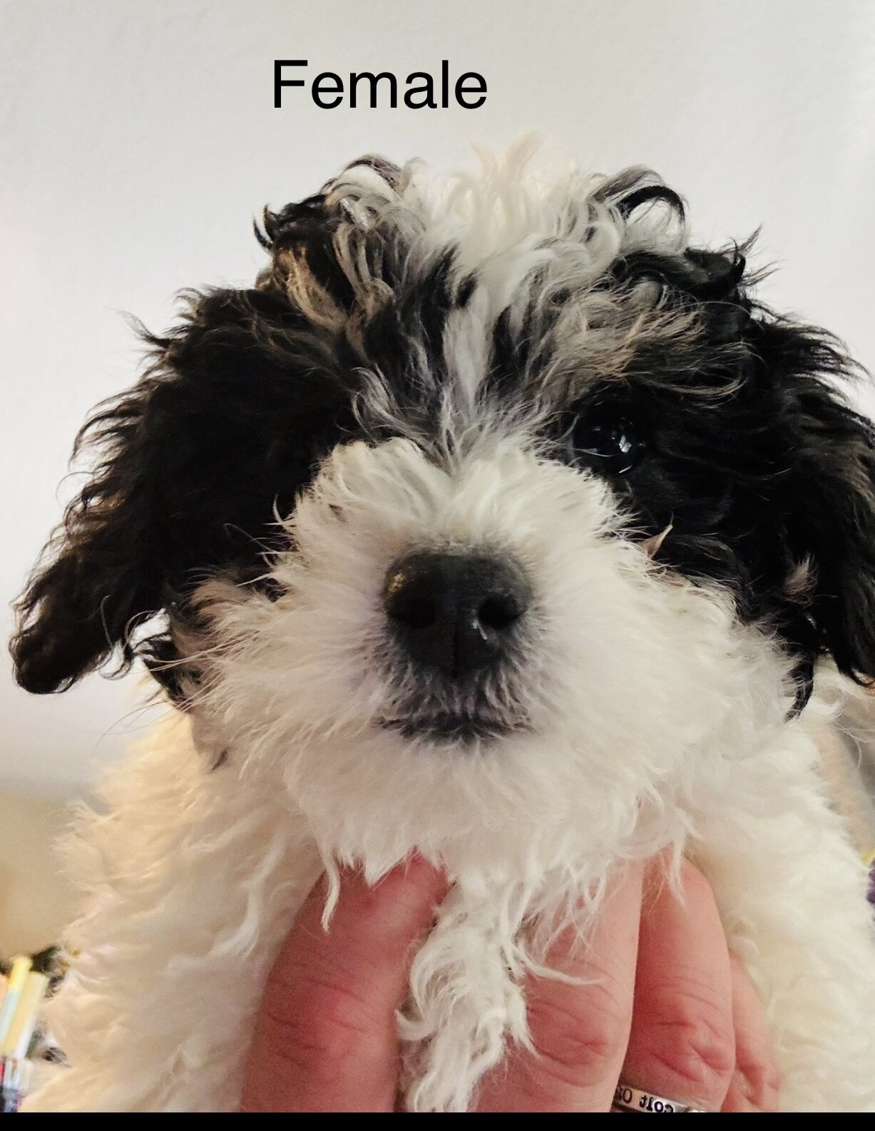 4 Mini poodle 10 lbs when adult image 2