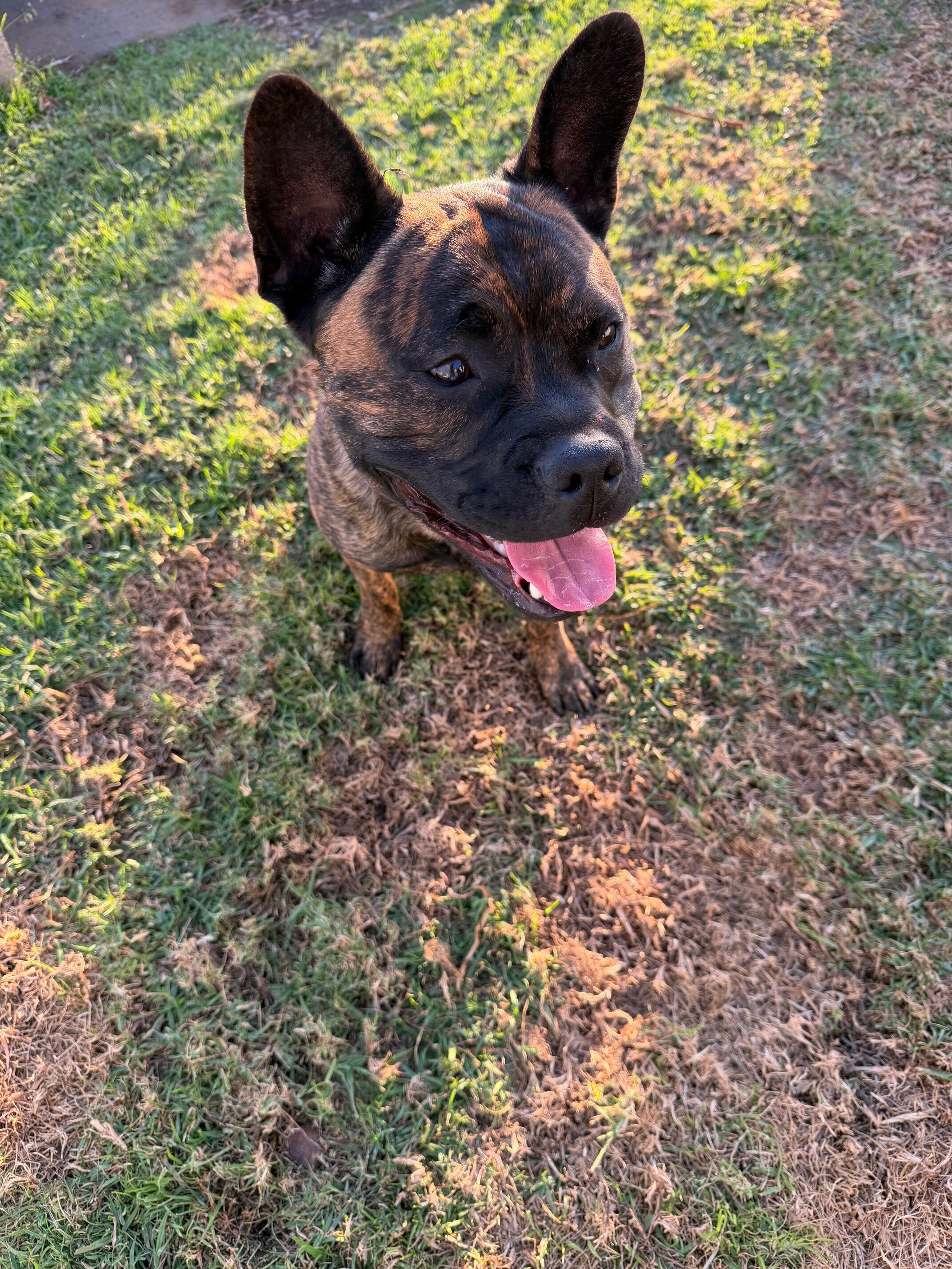 Belgian Malinois // French Bull Dog Mix image 2