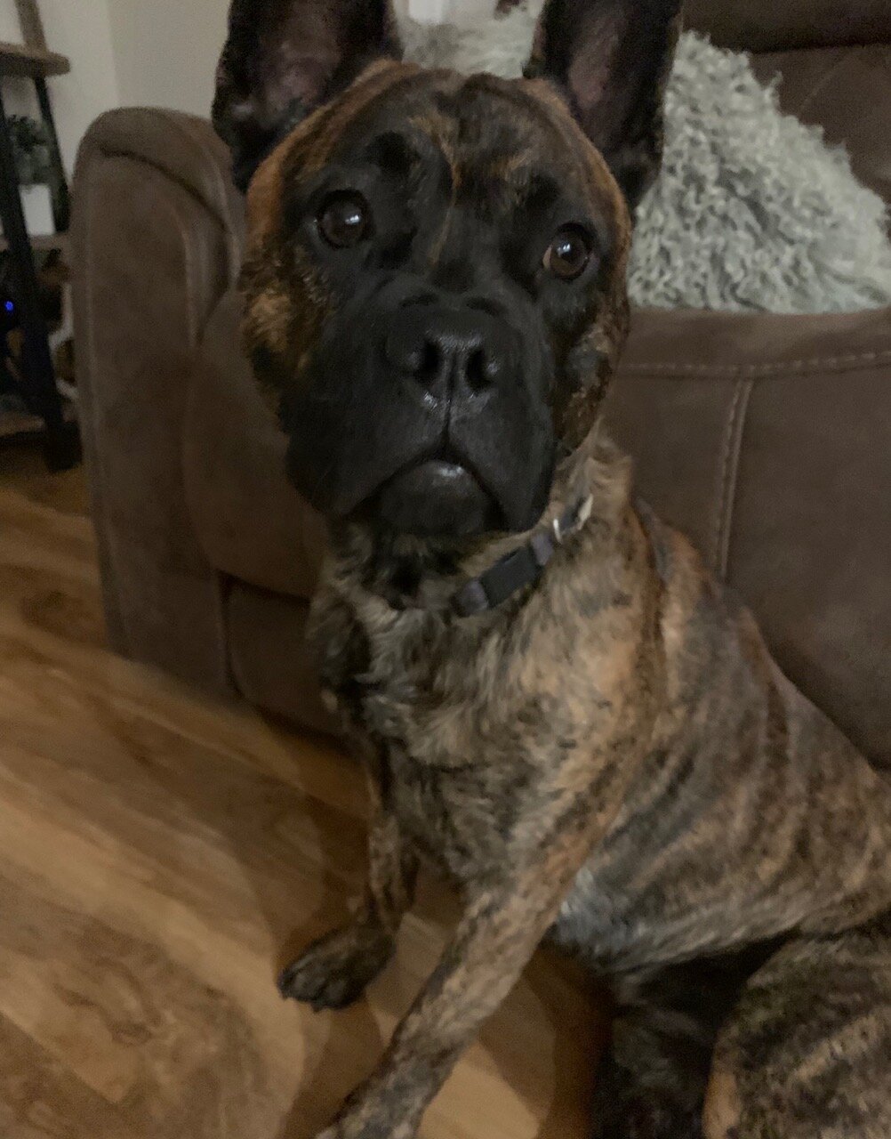 Belgian Malinois // French Bull Dog Mix image 1
