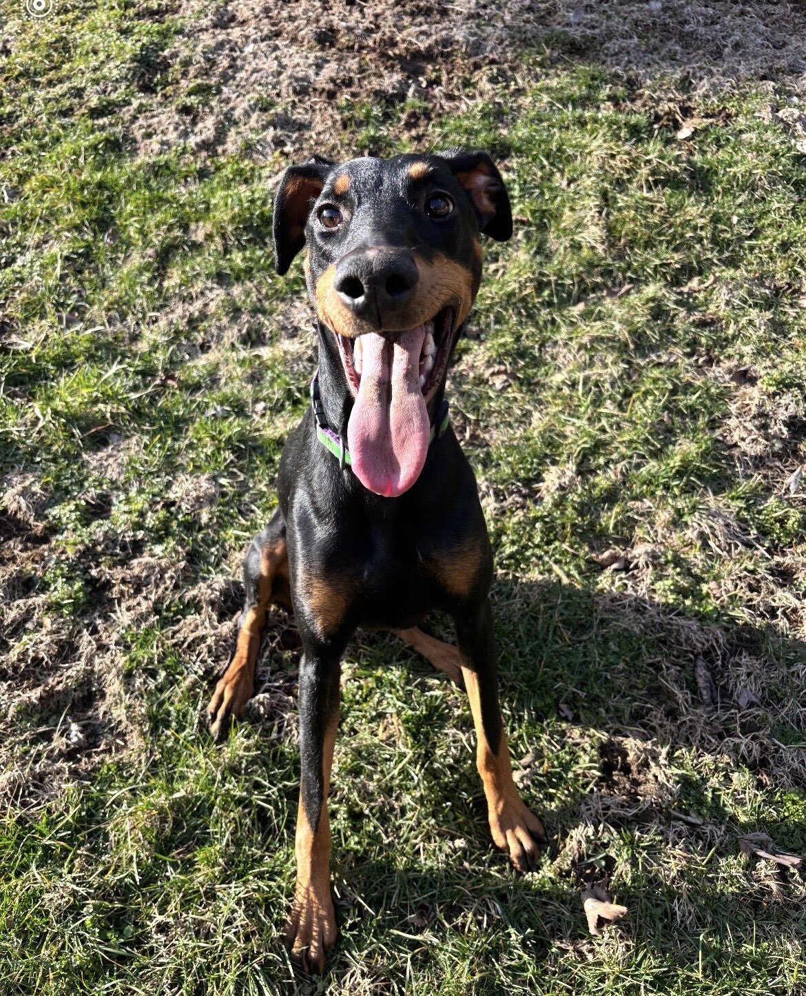 1 year old pure bred Doberman Pinscher image 1