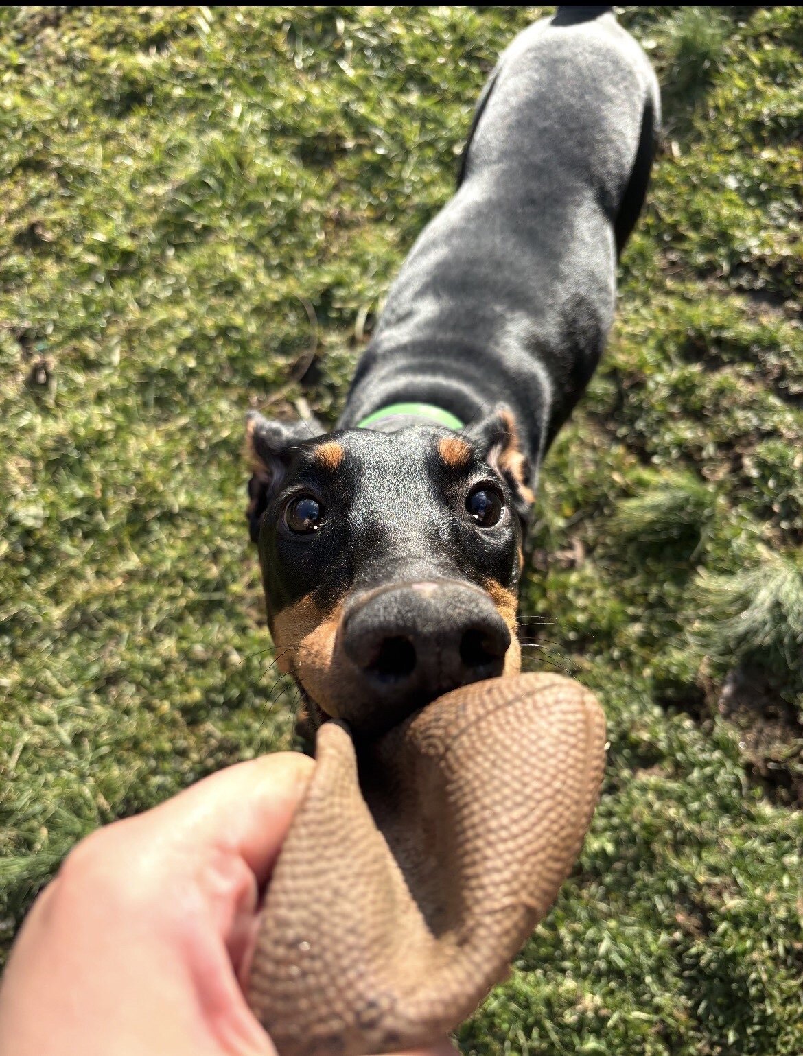 1 year old pure bred Doberman Pinscher image 2