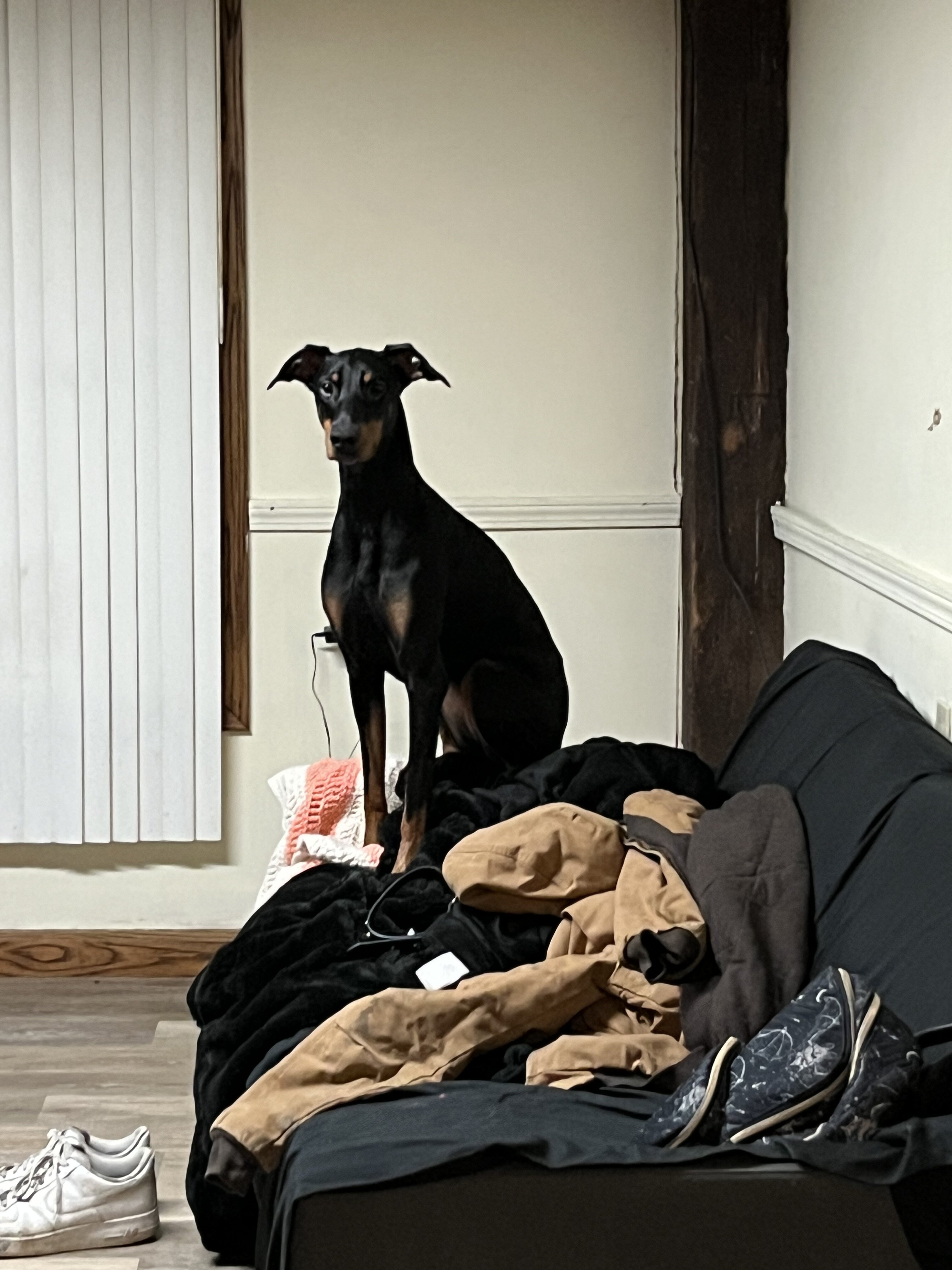 1 year old pure bred Doberman Pinscher image 3