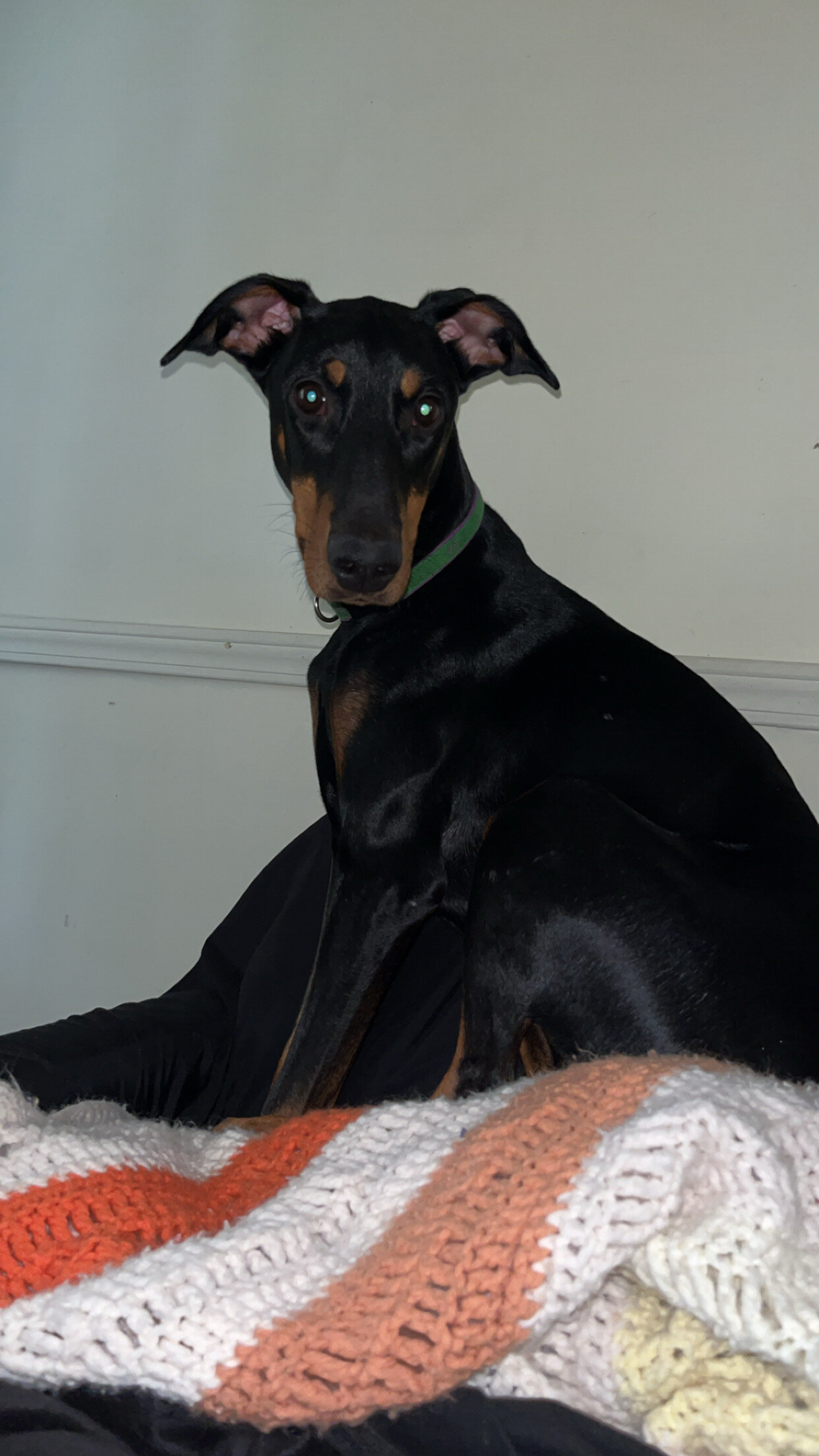 1 year old pure bred Doberman Pinscher image 4