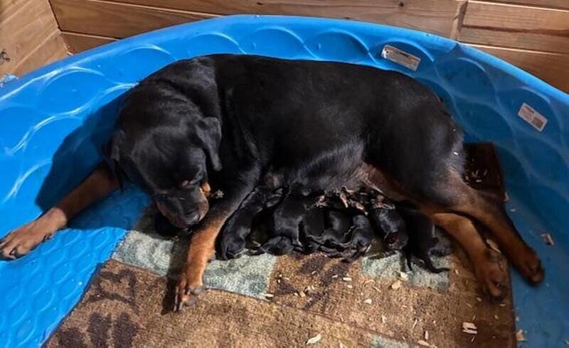 Rottweiler Puppies  available image 2