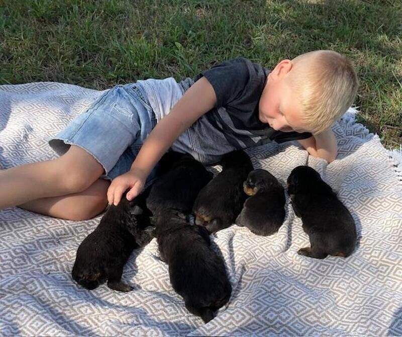 Rottweiler Puppies  available image 3
