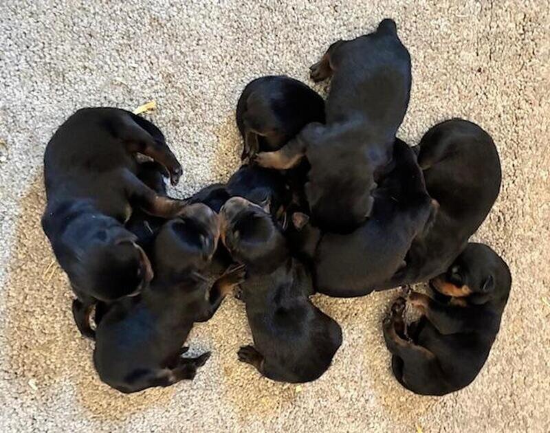 Rottweiler Puppies  available image 1