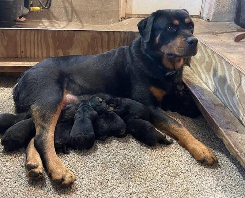 Rottweiler Puppies  available image 5