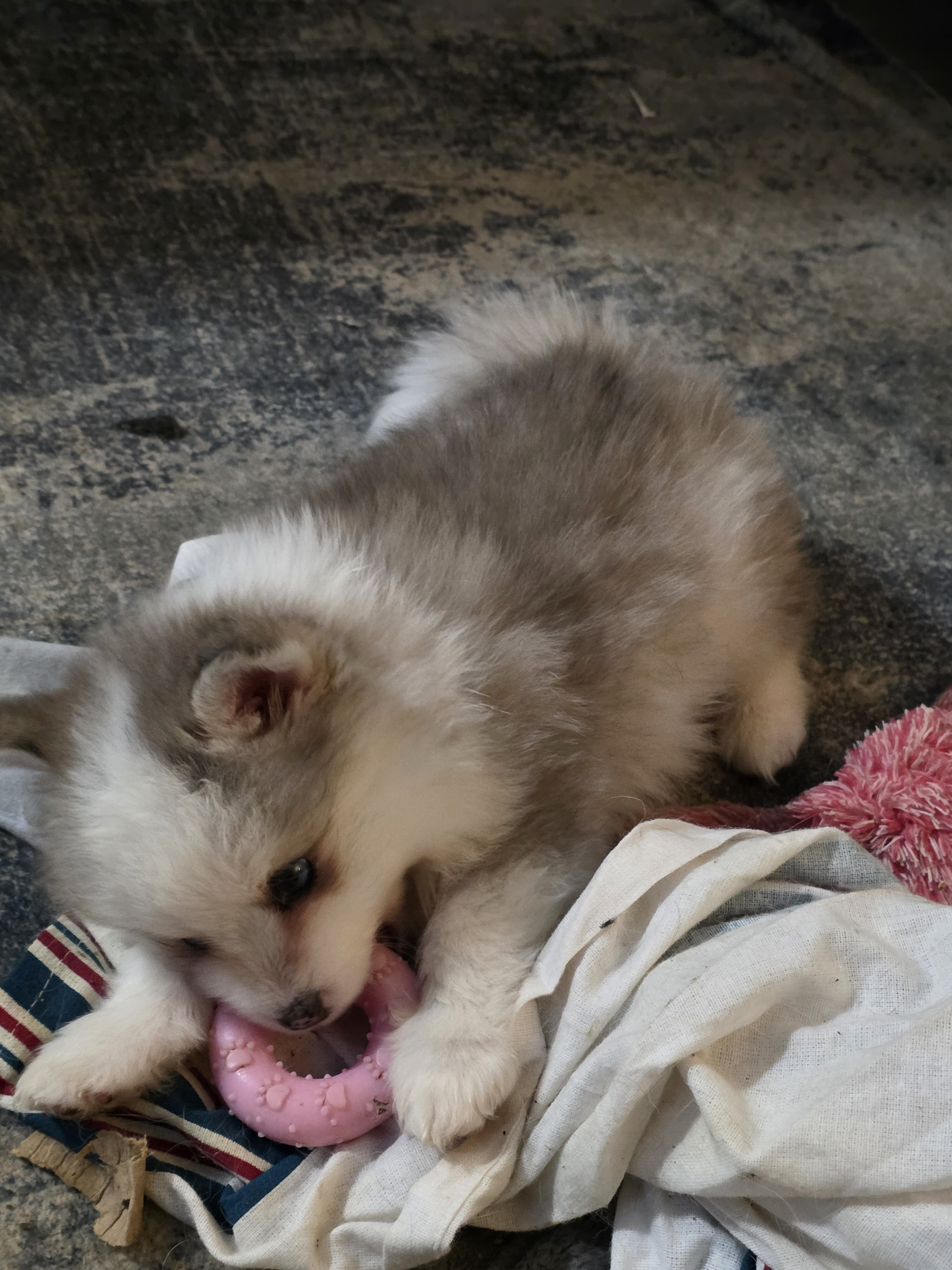 Toy pomsky image 2