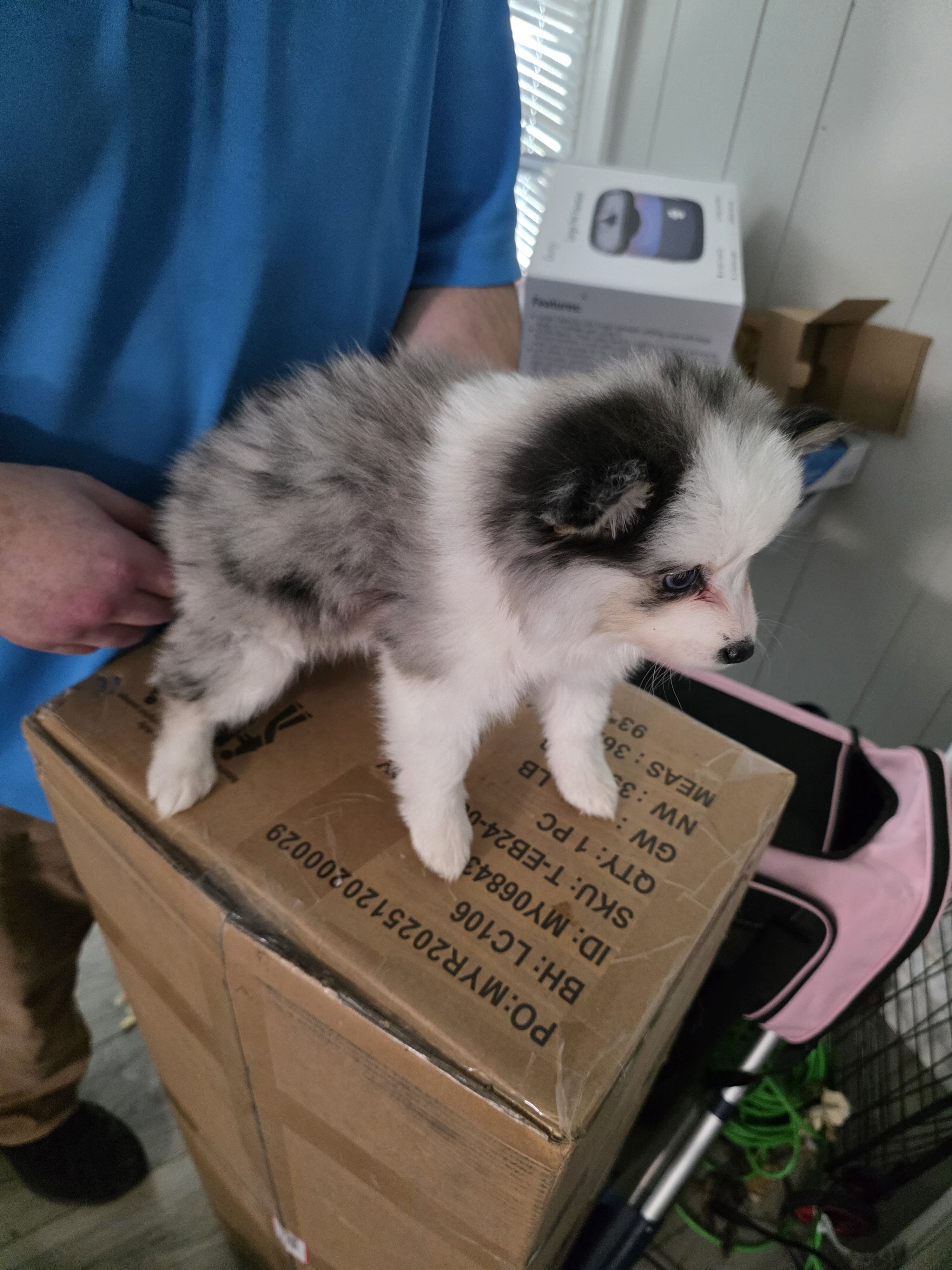 Toy pomsky image 3