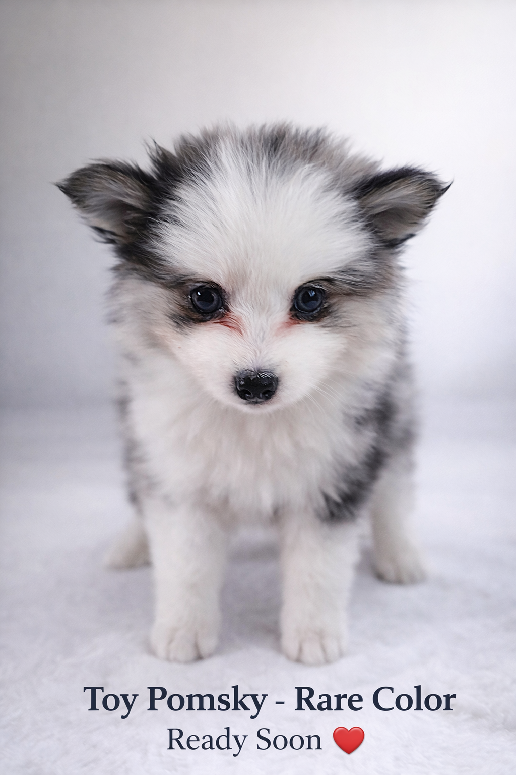 Toy pomsky image 4