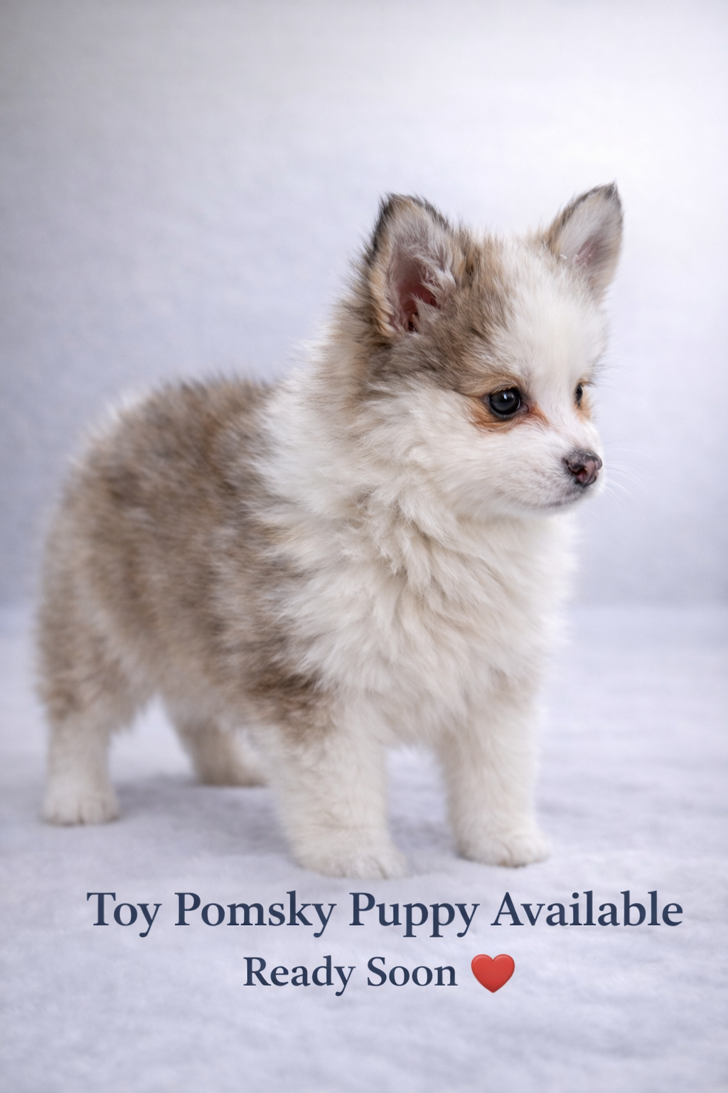 Toy pomsky image 1