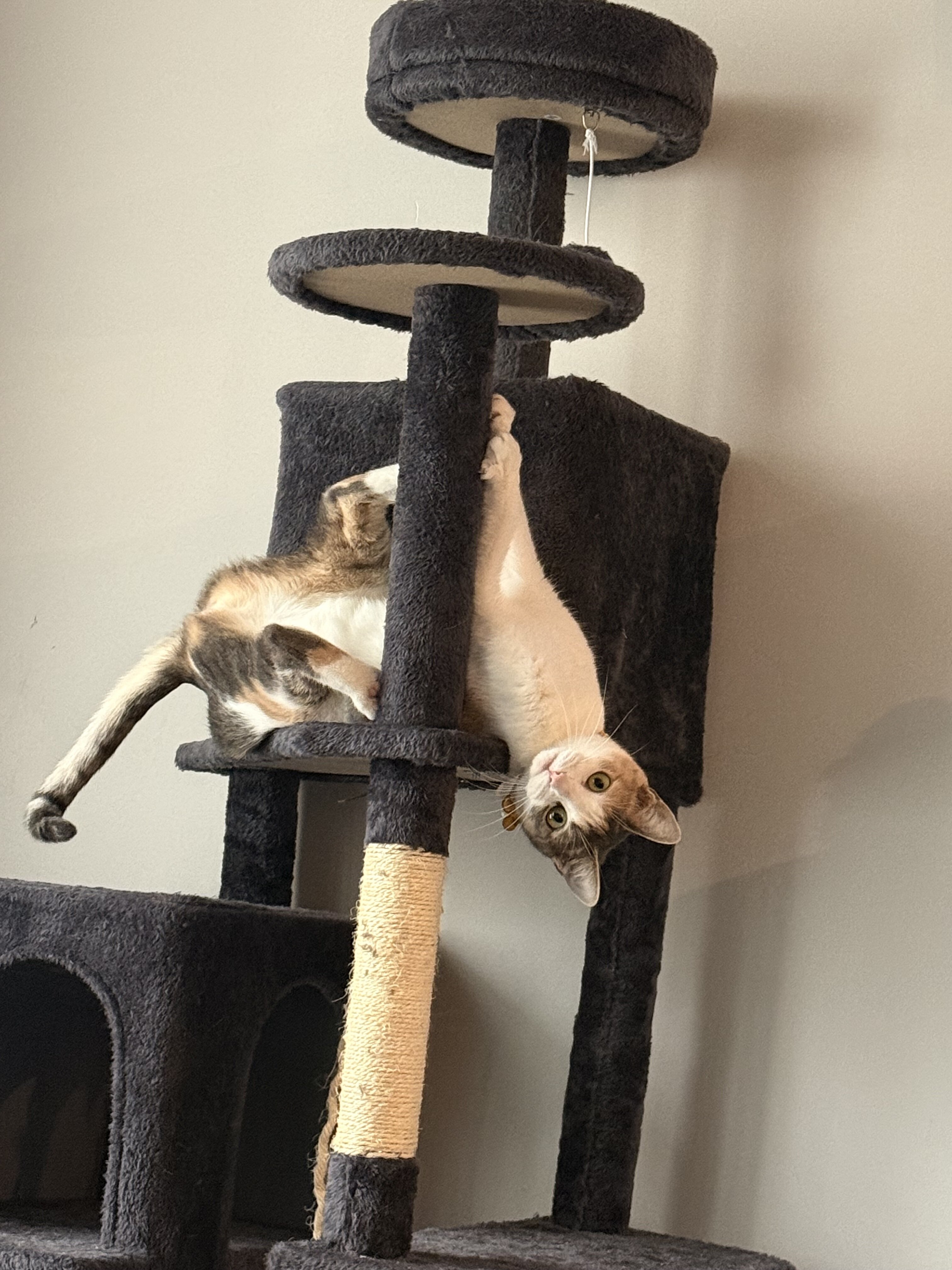 Calico cat image 4