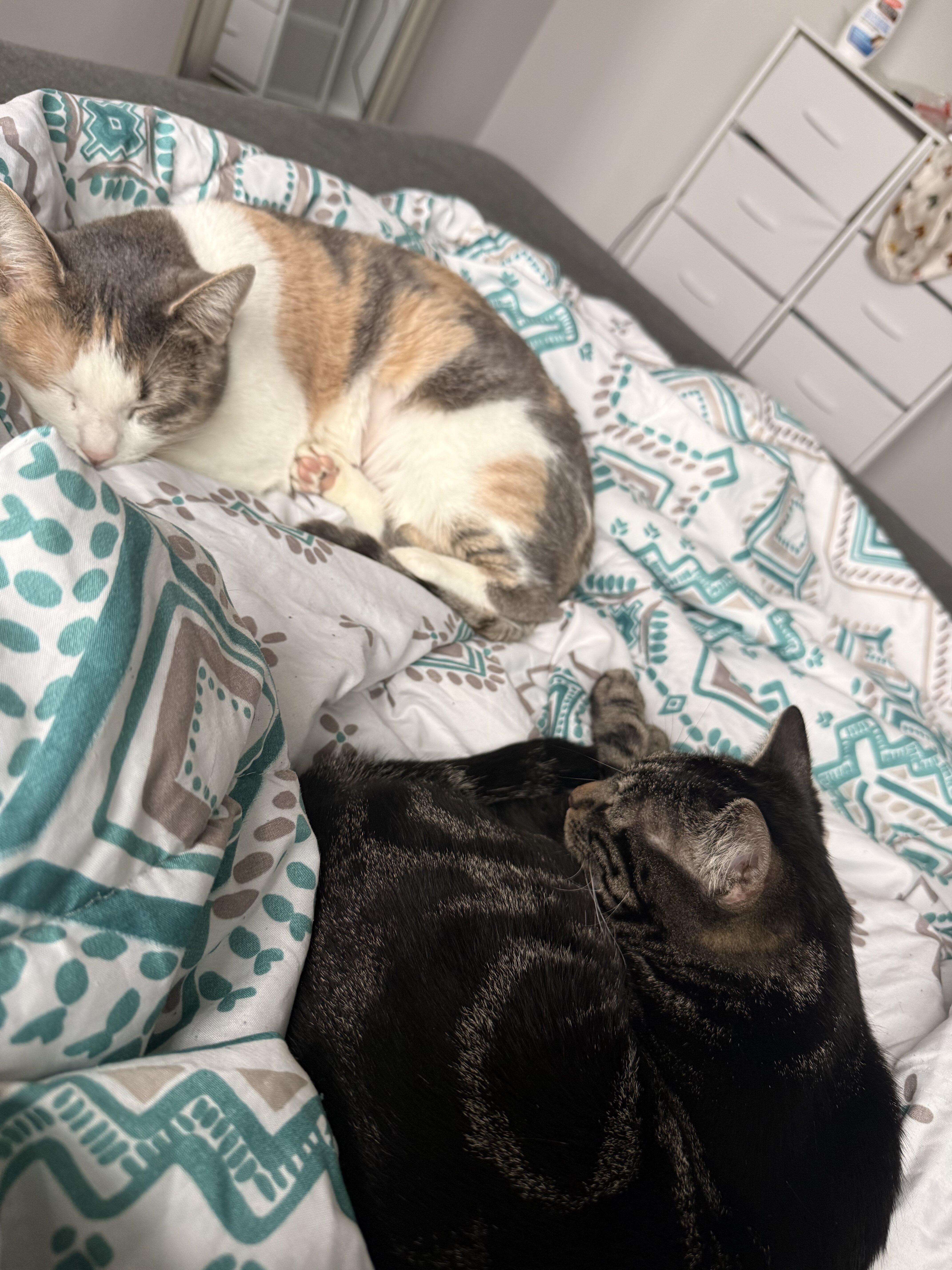 Calico cat image 3