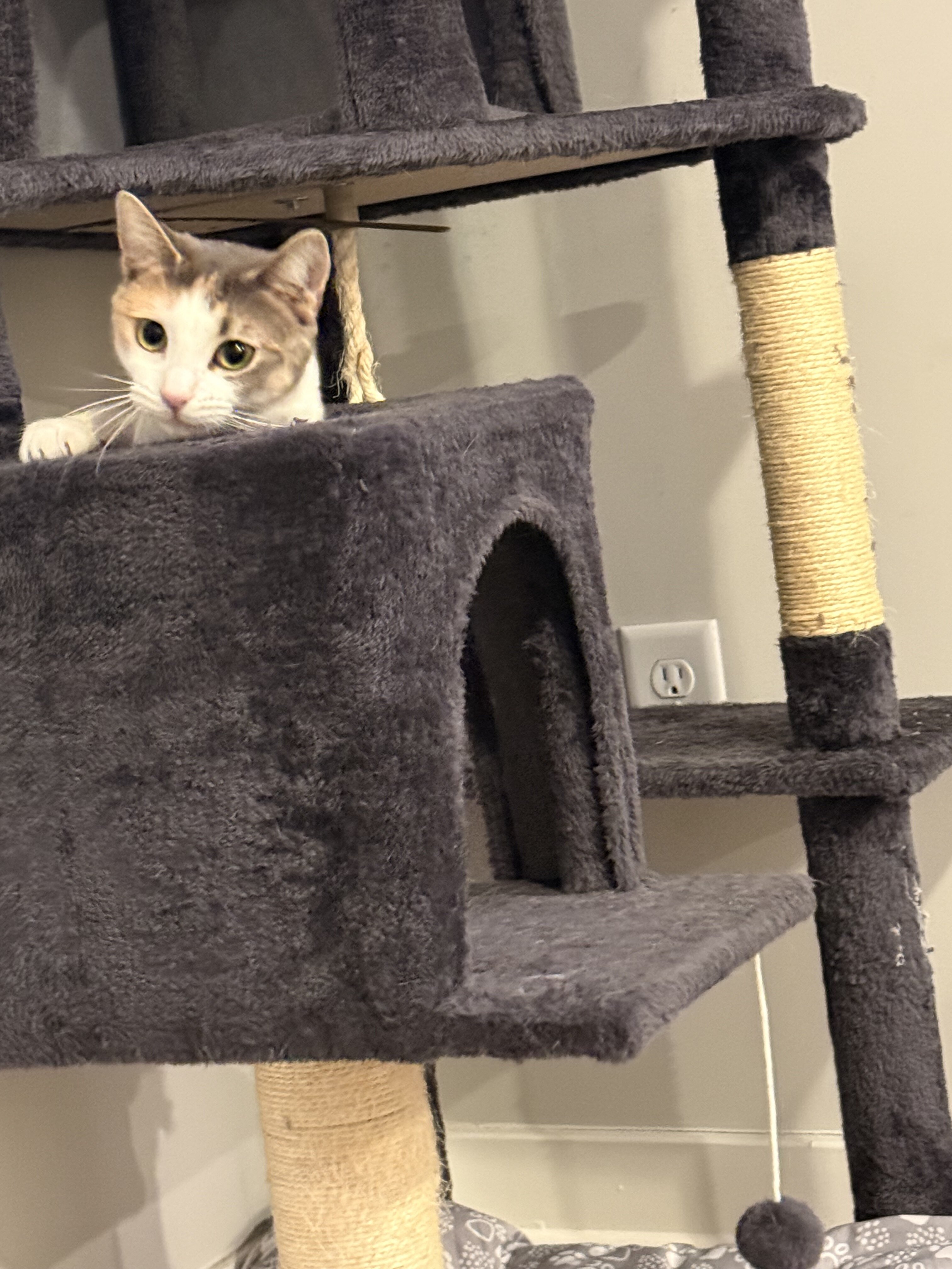 Calico cat image 2