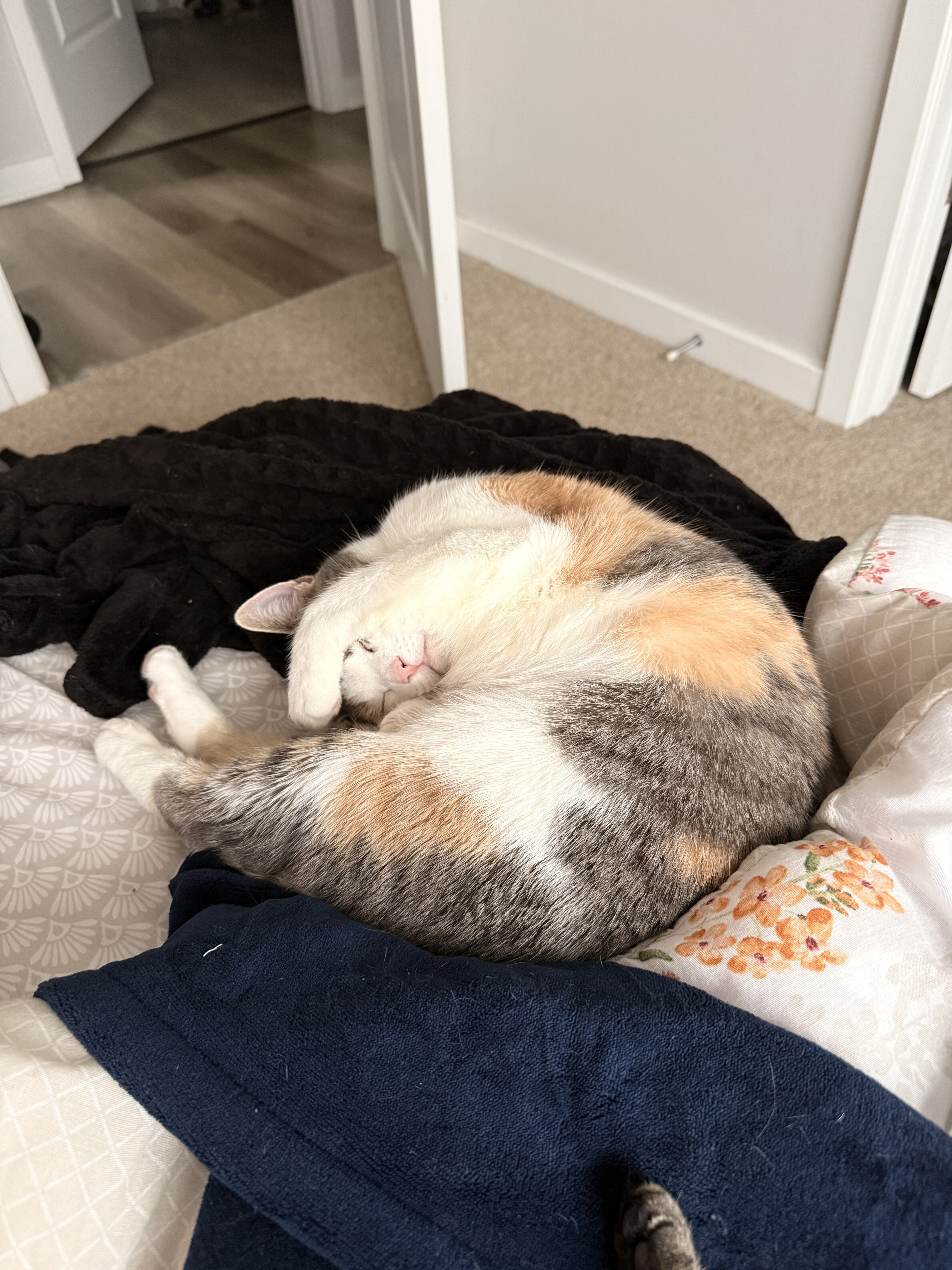 Calico cat image 1