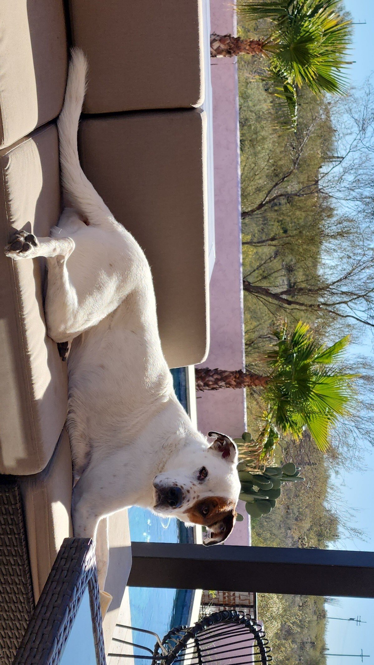 Elijah the Dog image 3