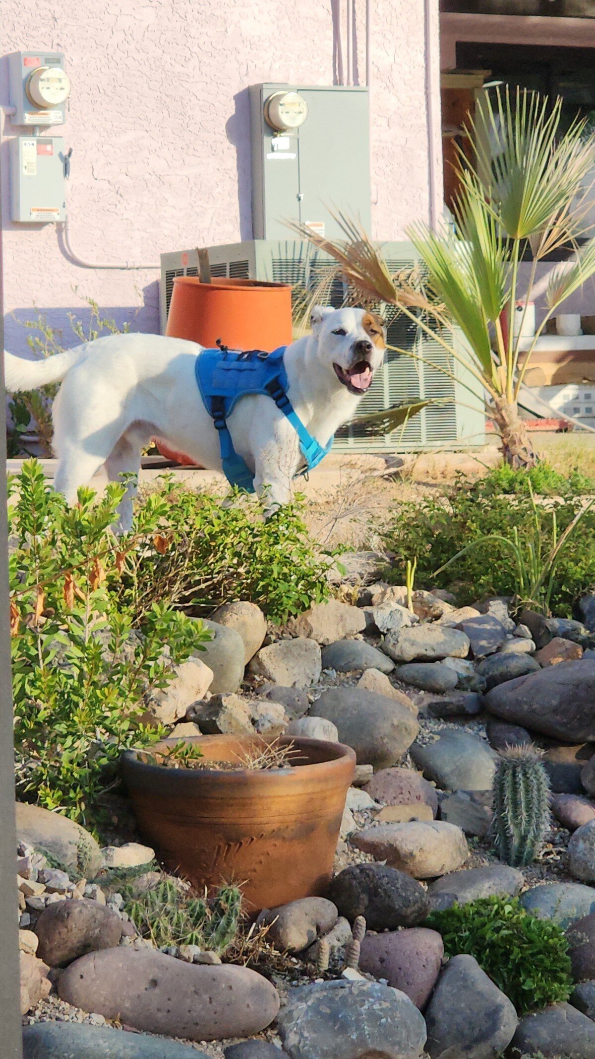 Elijah the Dog image 1