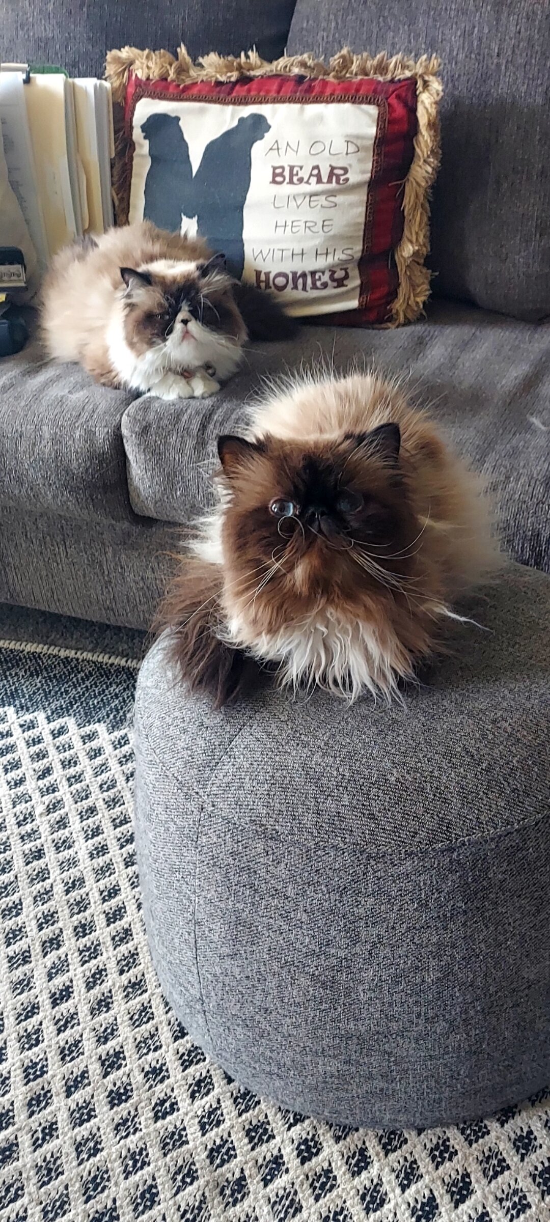 Himalayan Kittens image 9