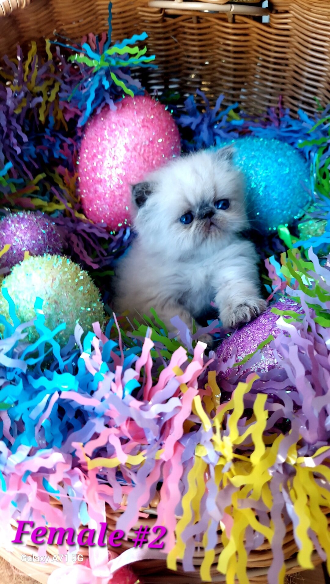 Himalayan Kittens image 3