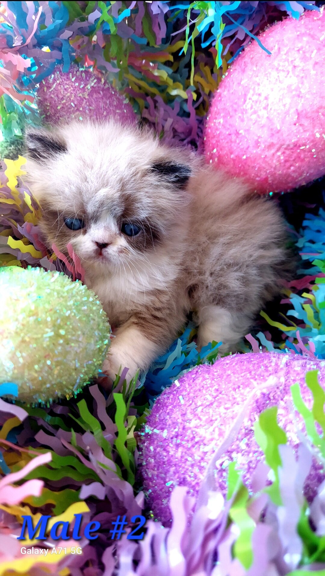 Himalayan Kittens image 1