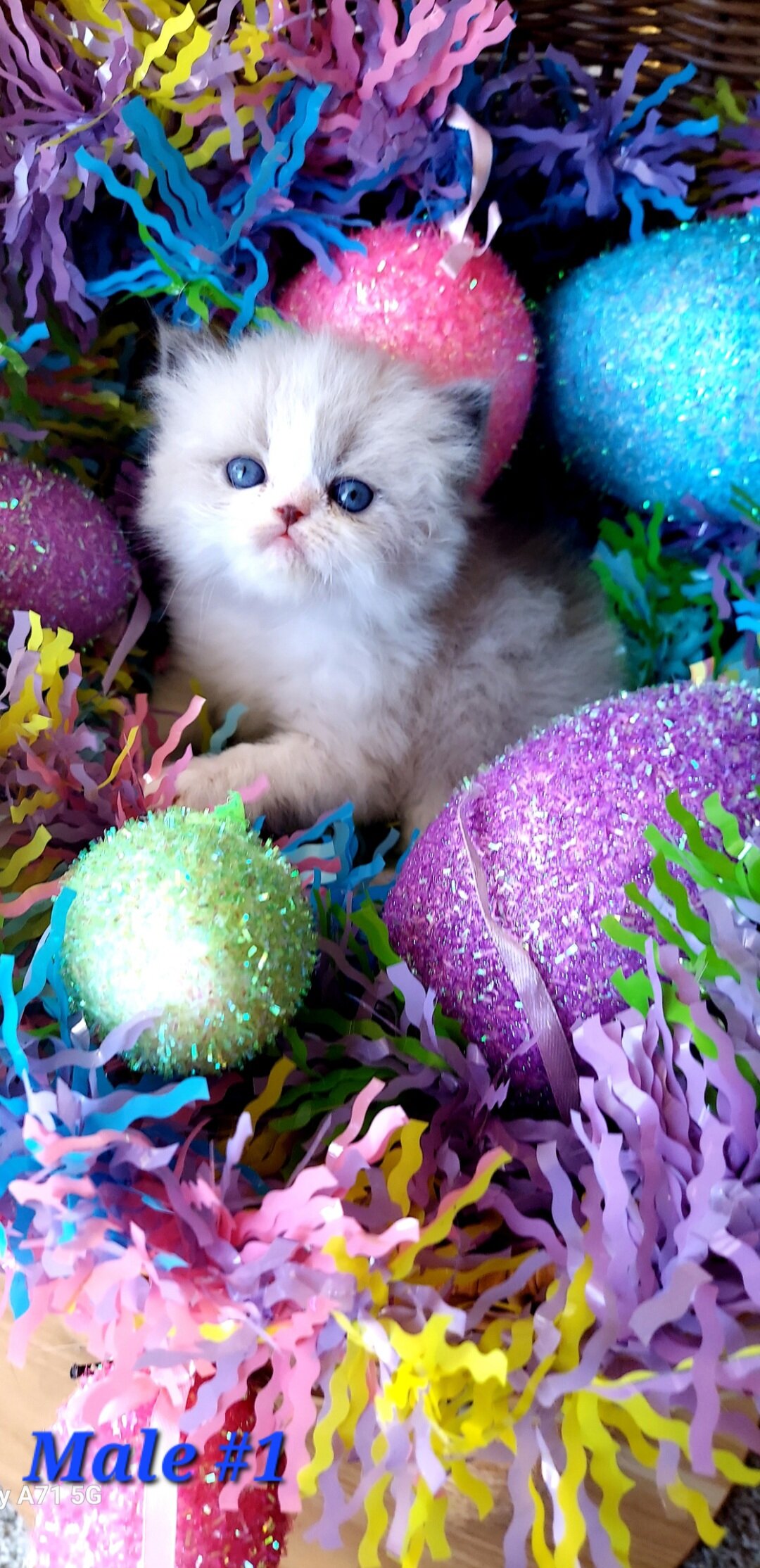 Himalayan Kittens image 7