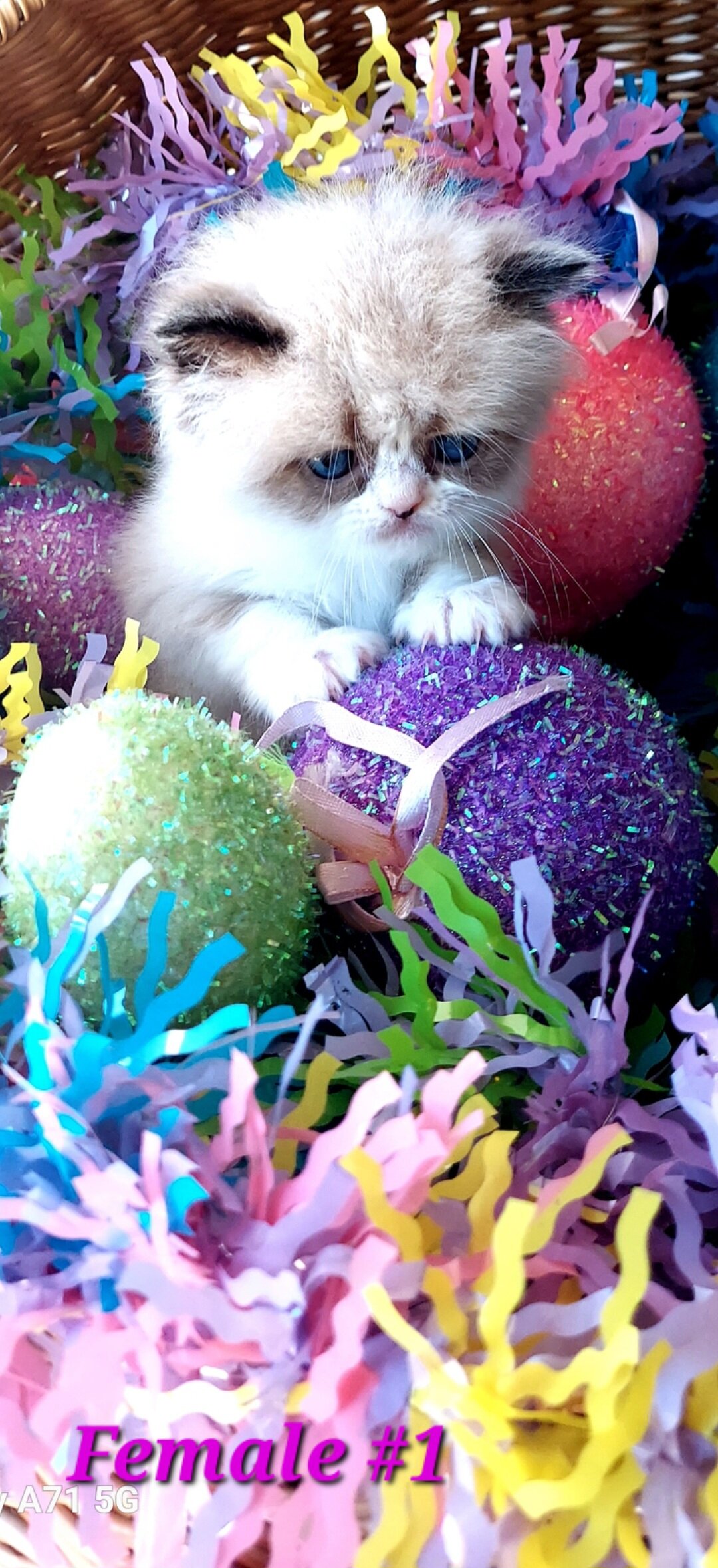 Himalayan Kittens image 5