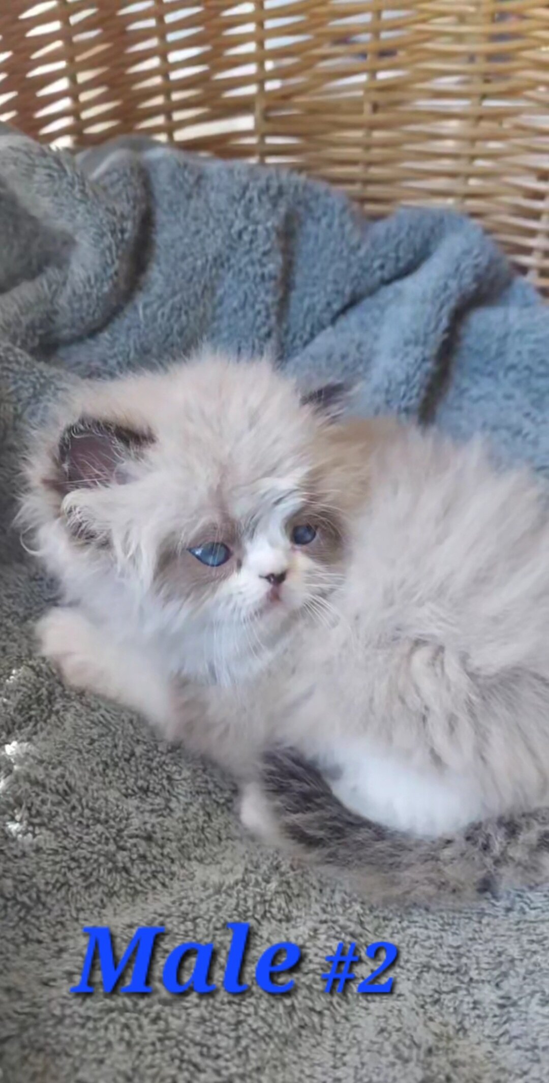 Himalayan Kittens image 2