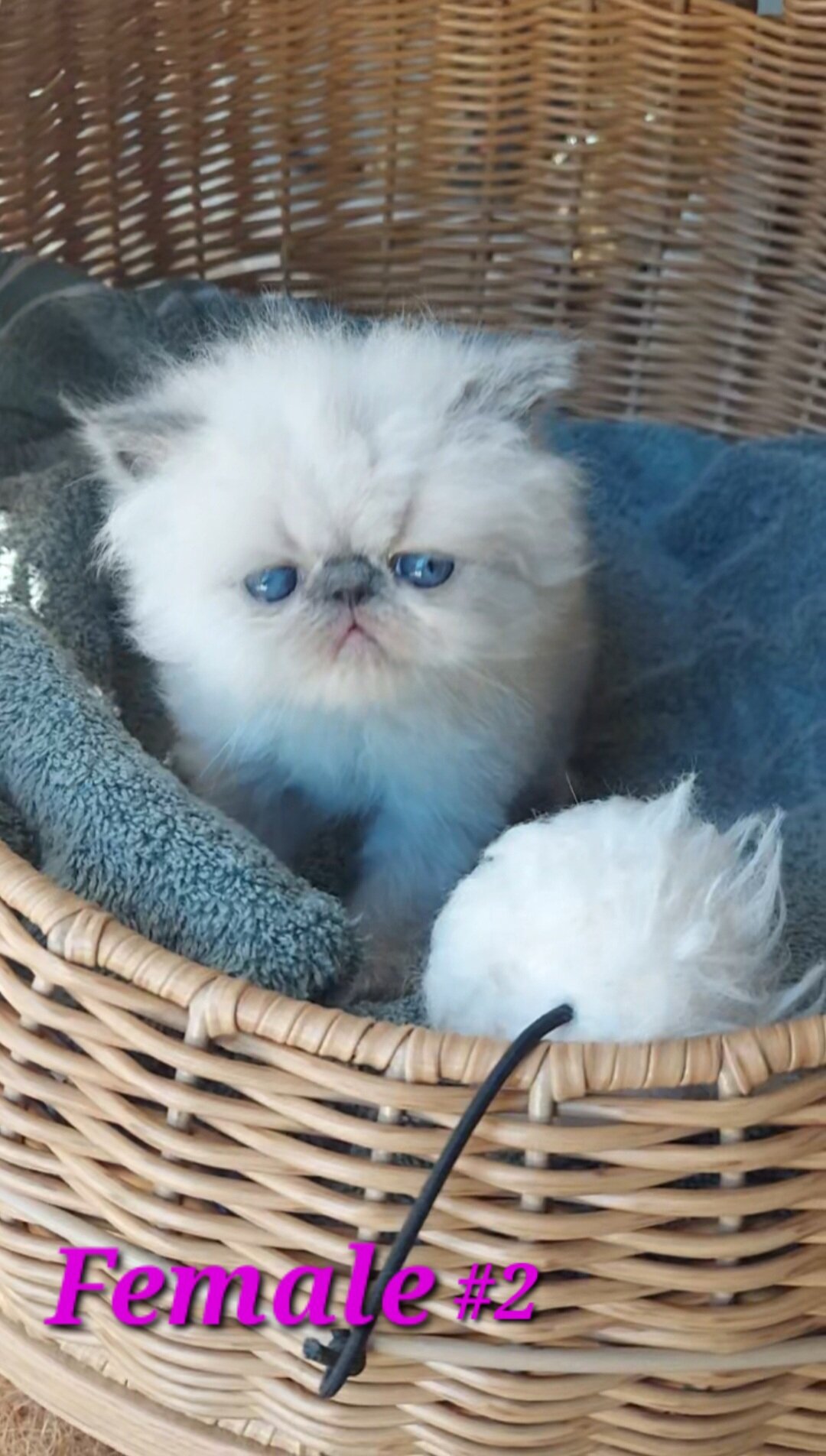 Himalayan Kittens image 4