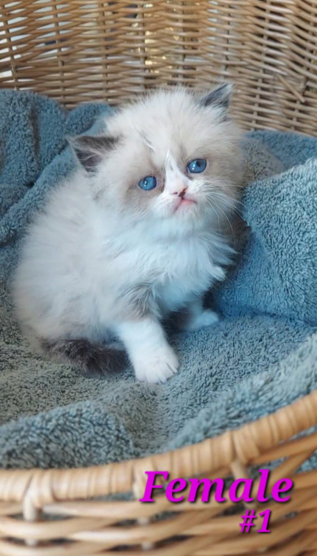 Himalayan Kittens image 6
