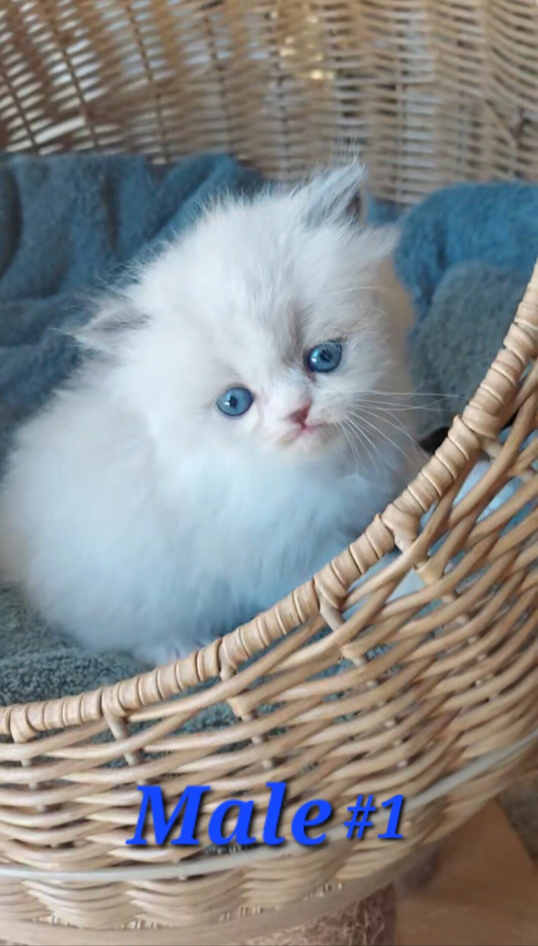 Himalayan Kittens image 8