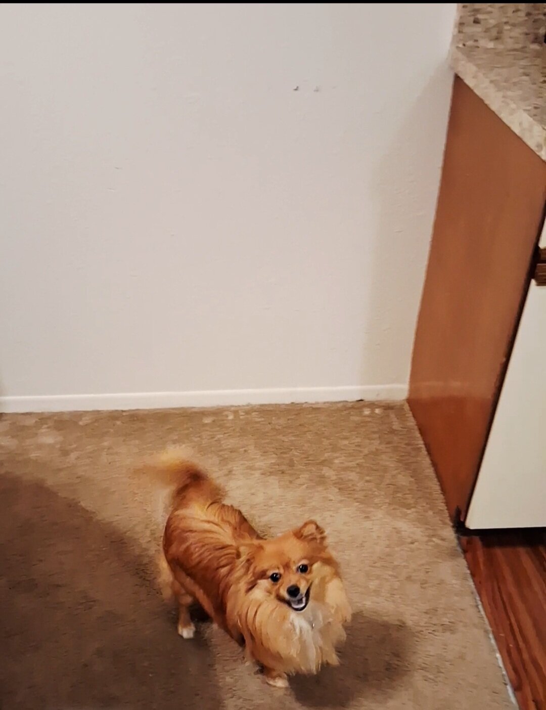 Pomchi puppy image 1